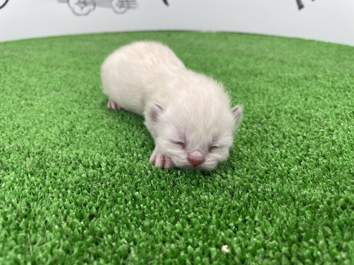 赤ちゃん写真1-1