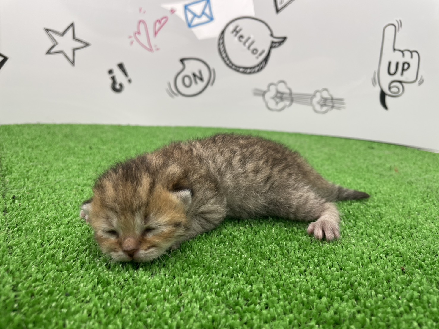 赤ちゃん写真1-2