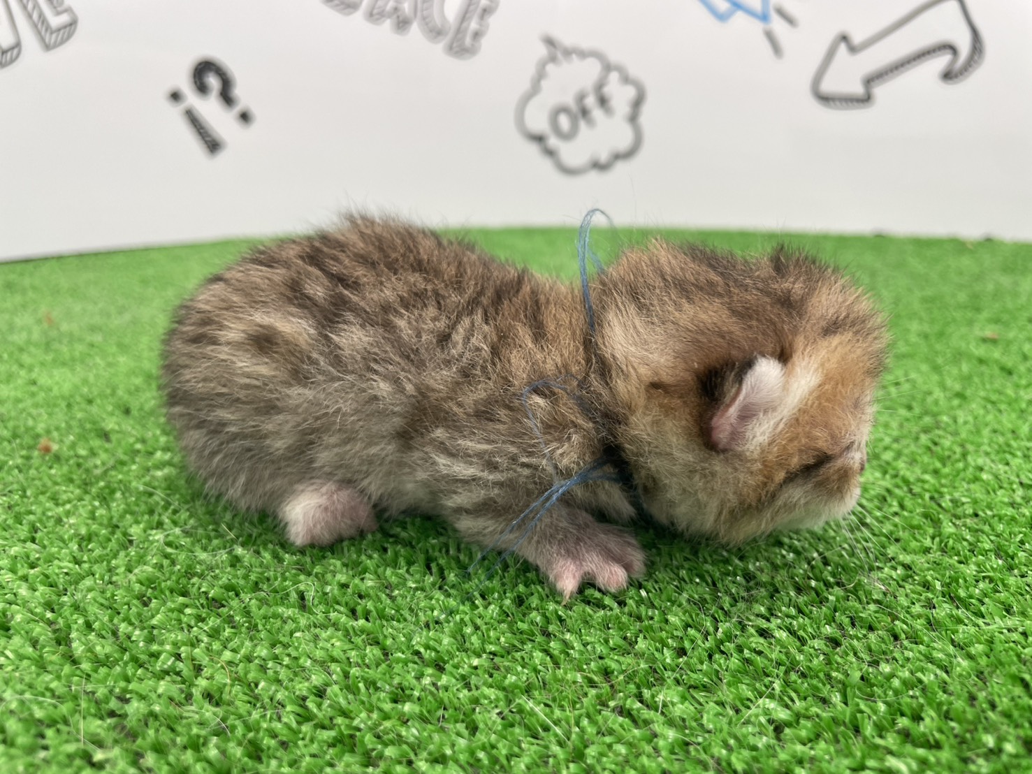 赤ちゃん写真1-2