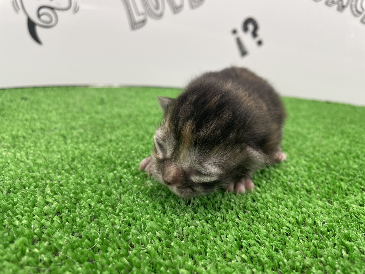 赤ちゃん写真1-1