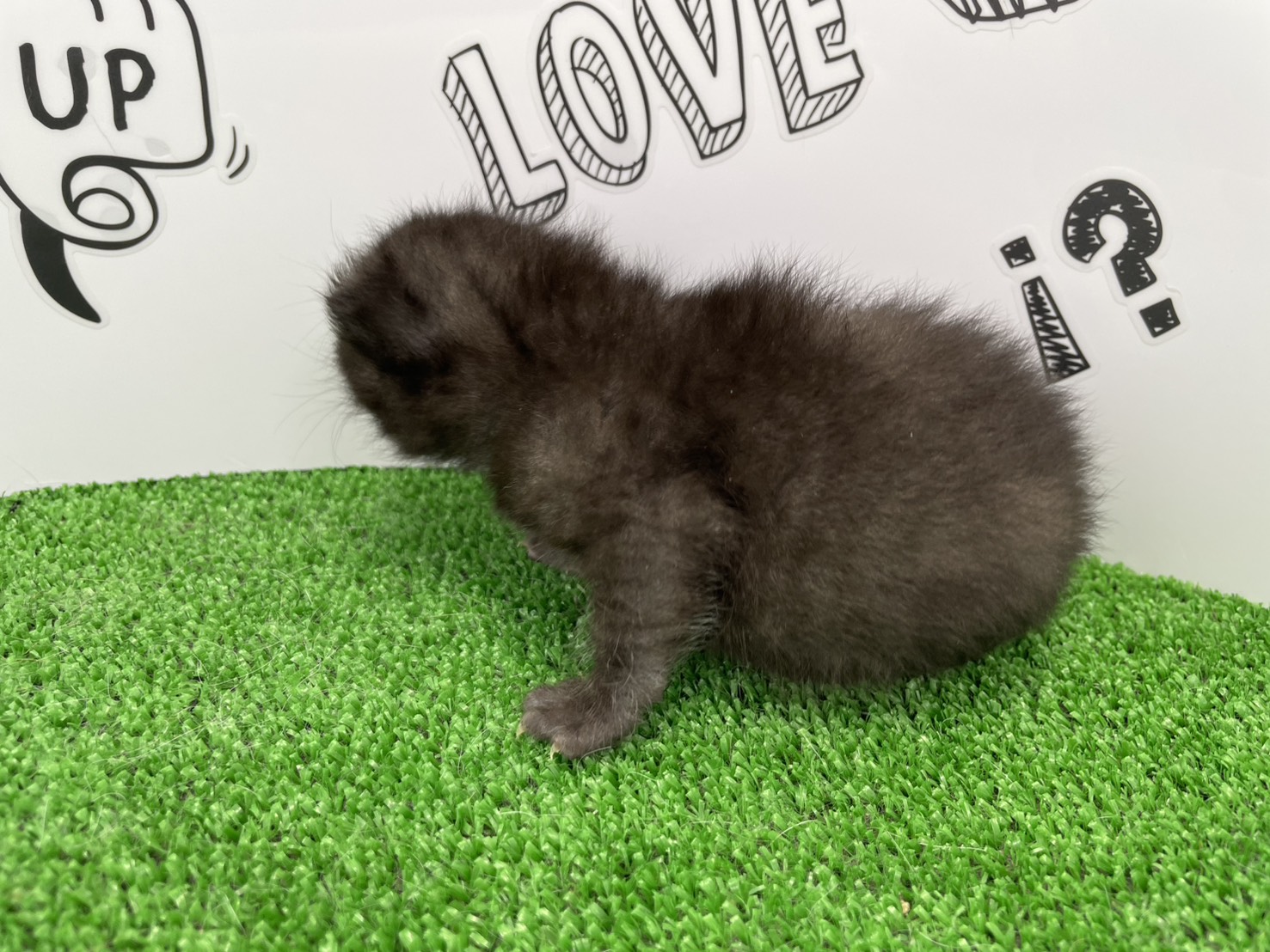 赤ちゃん写真1-2