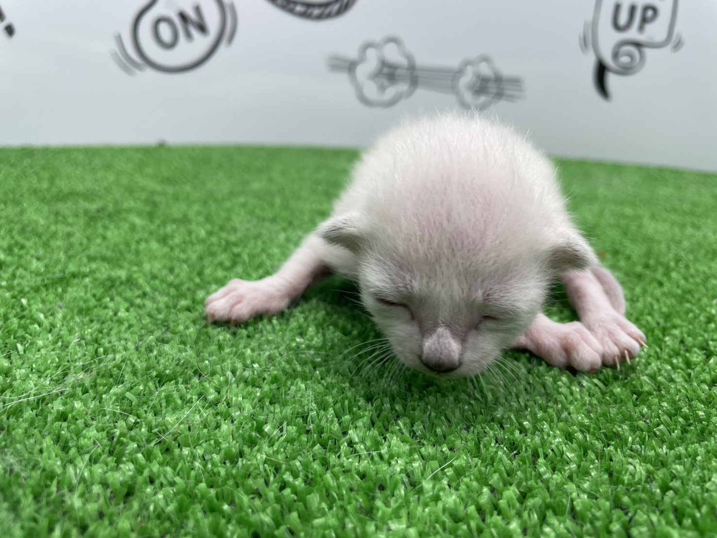 赤ちゃん写真1-1