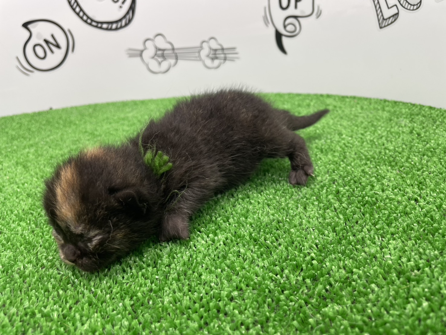 赤ちゃん写真1-2