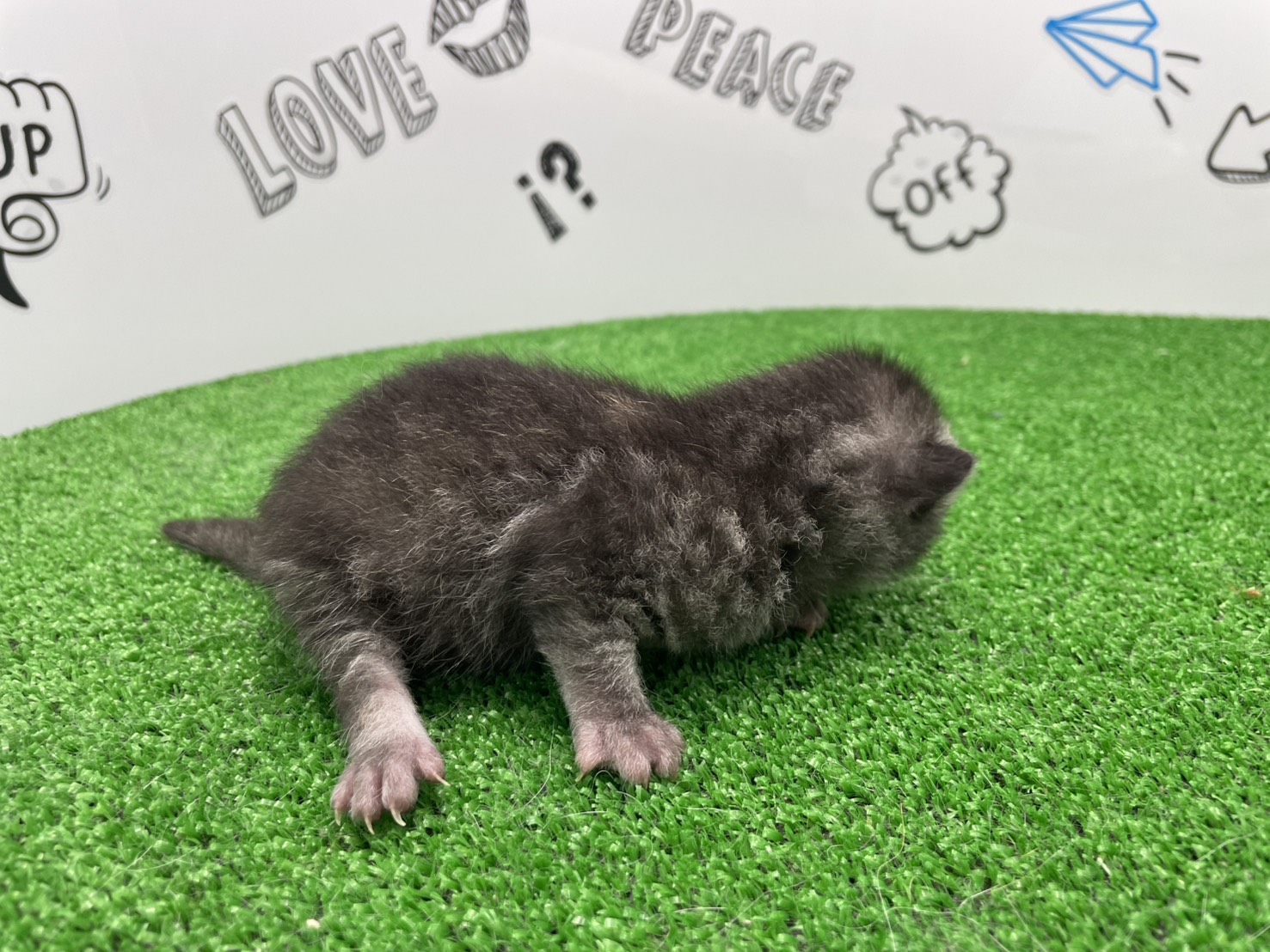 赤ちゃん写真1-2