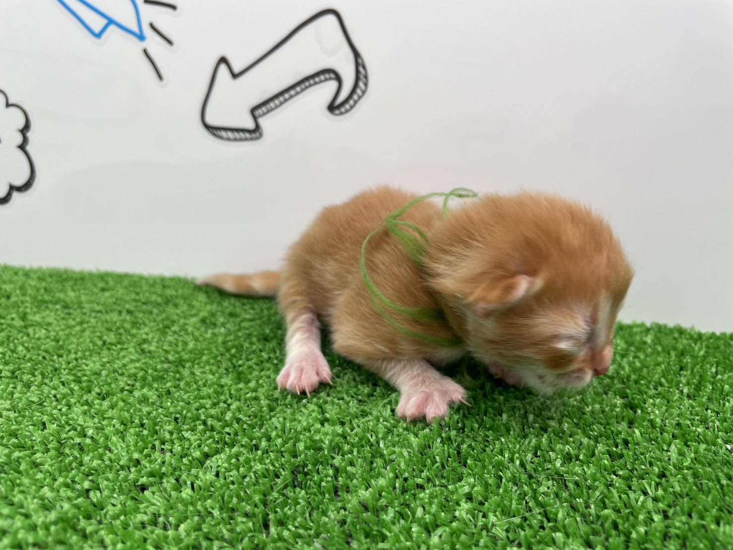 赤ちゃん写真1-2