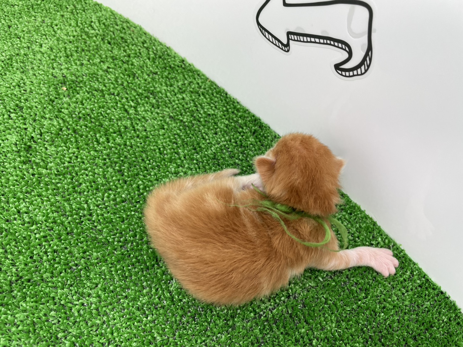 赤ちゃん写真1-3