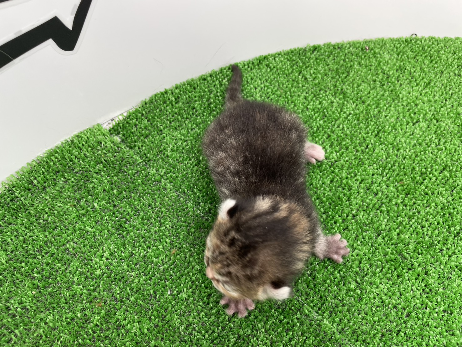 赤ちゃん写真1-3