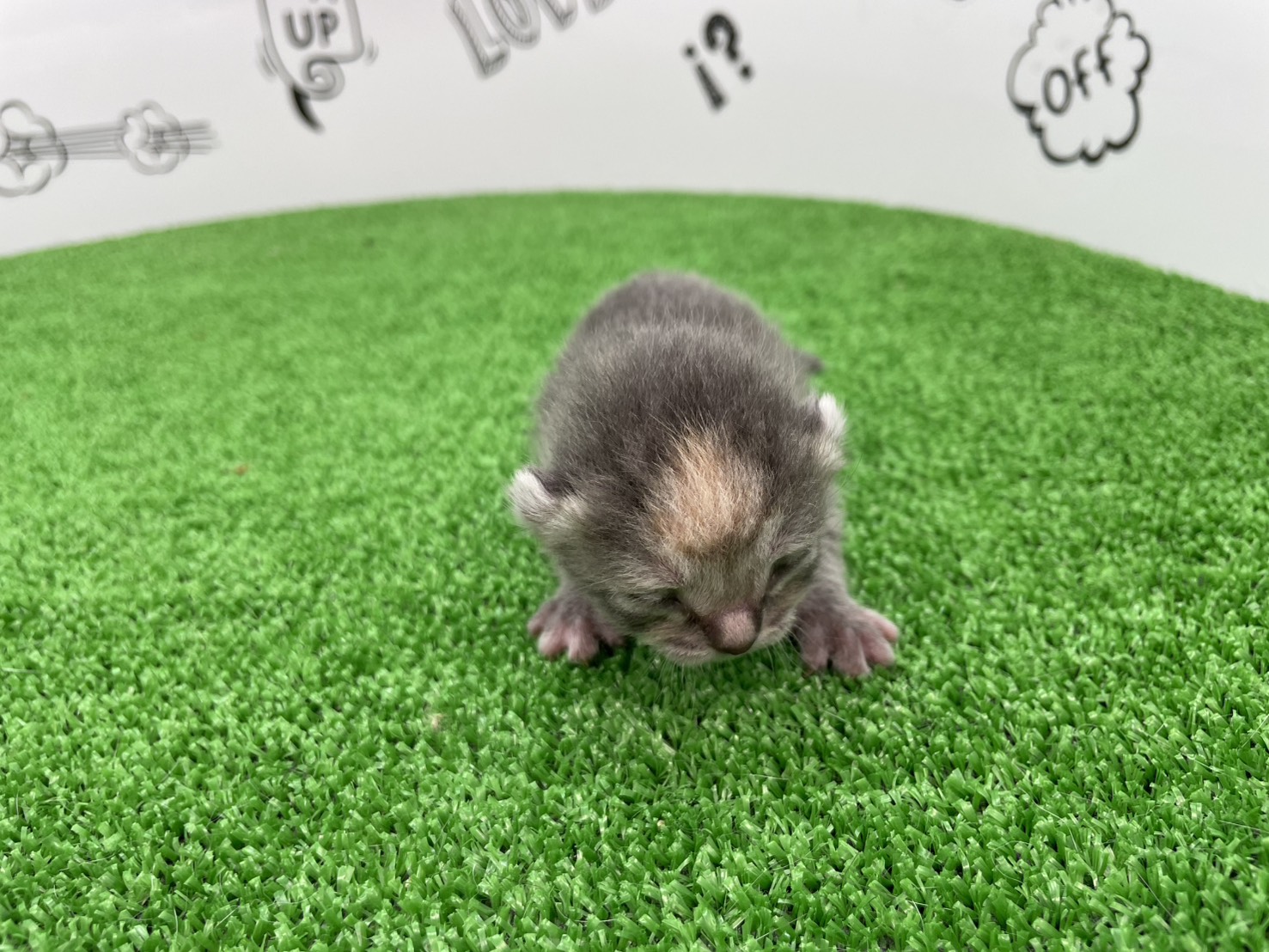 赤ちゃん写真1-1