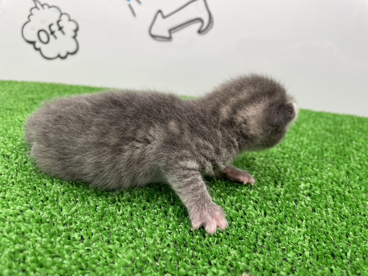 赤ちゃん写真1-2