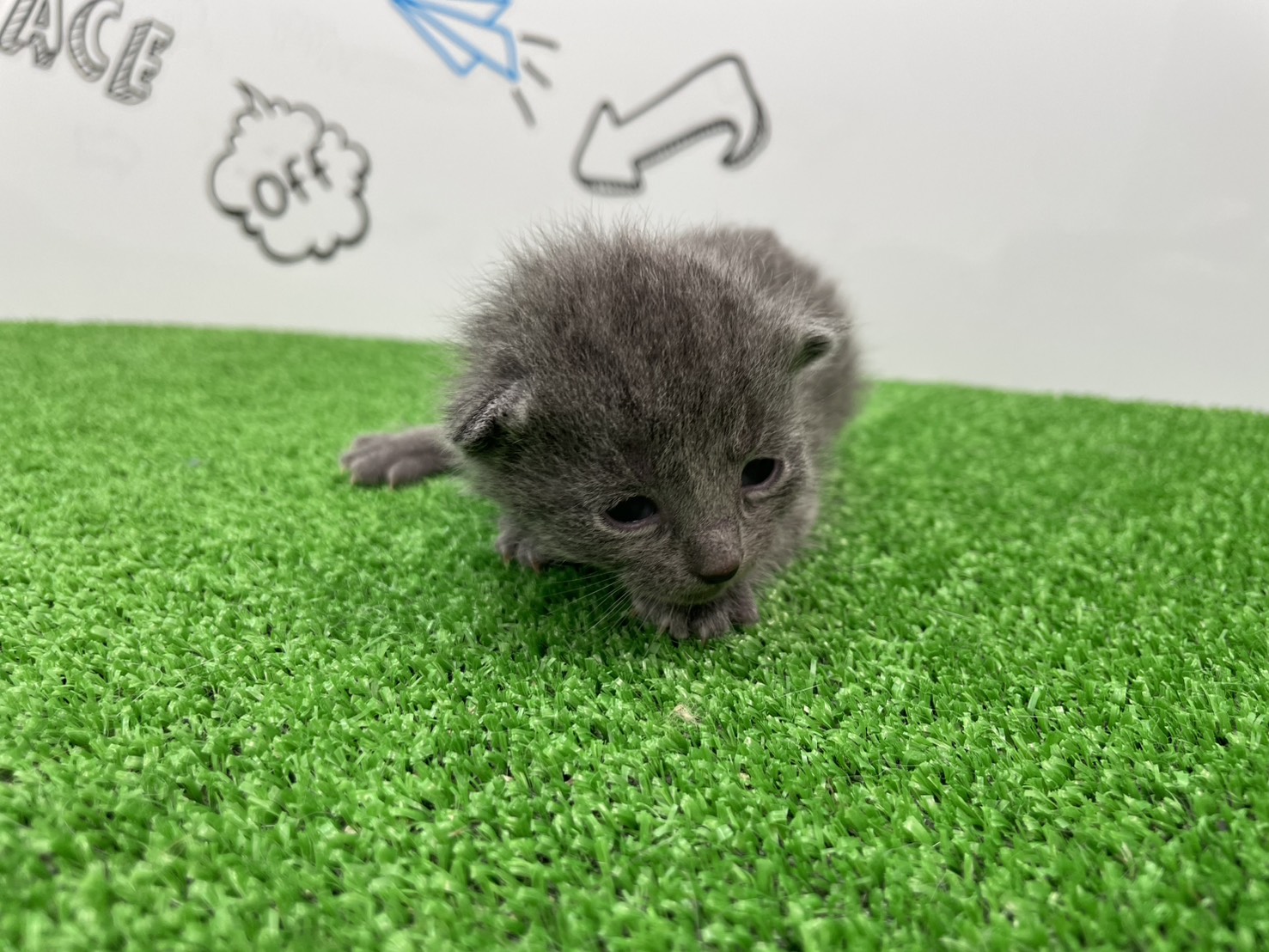 赤ちゃん写真1-1