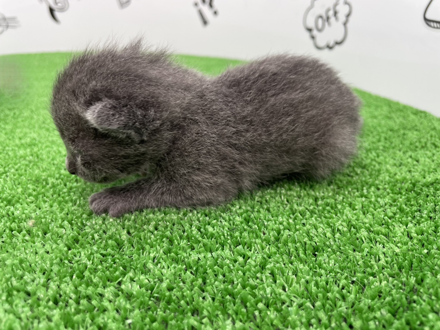 赤ちゃん写真1-2