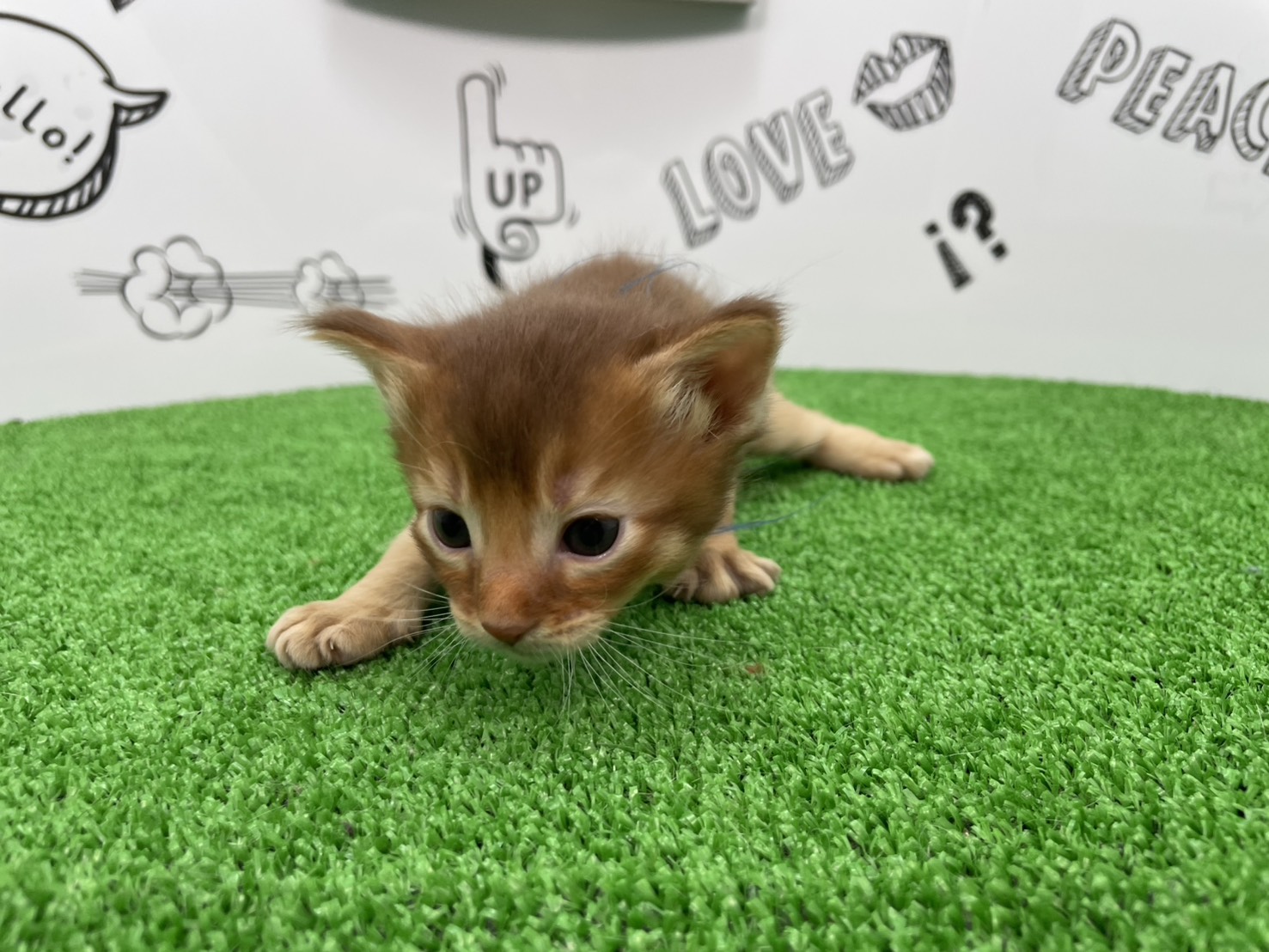 赤ちゃん写真1-1