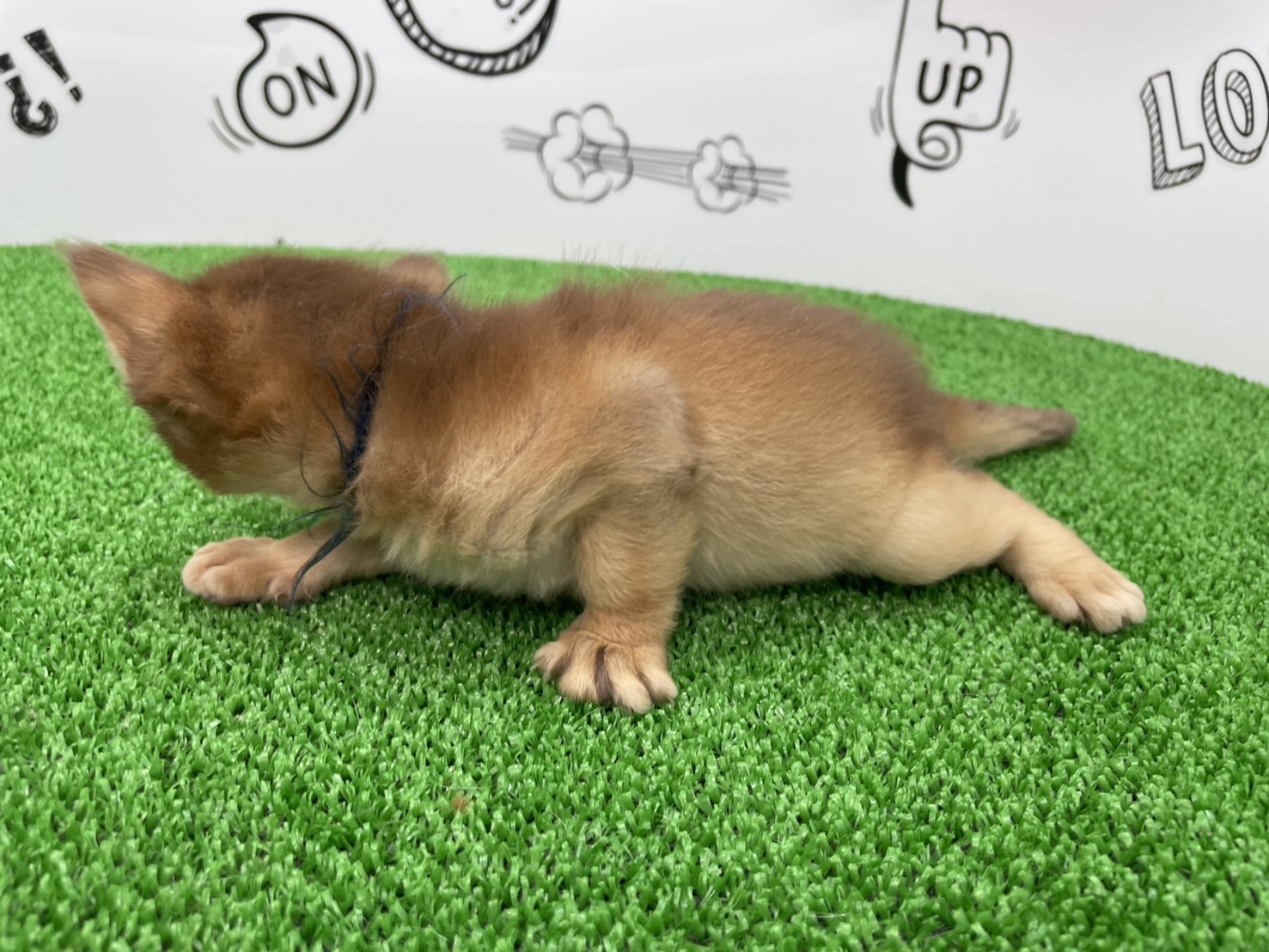 赤ちゃん写真1-2
