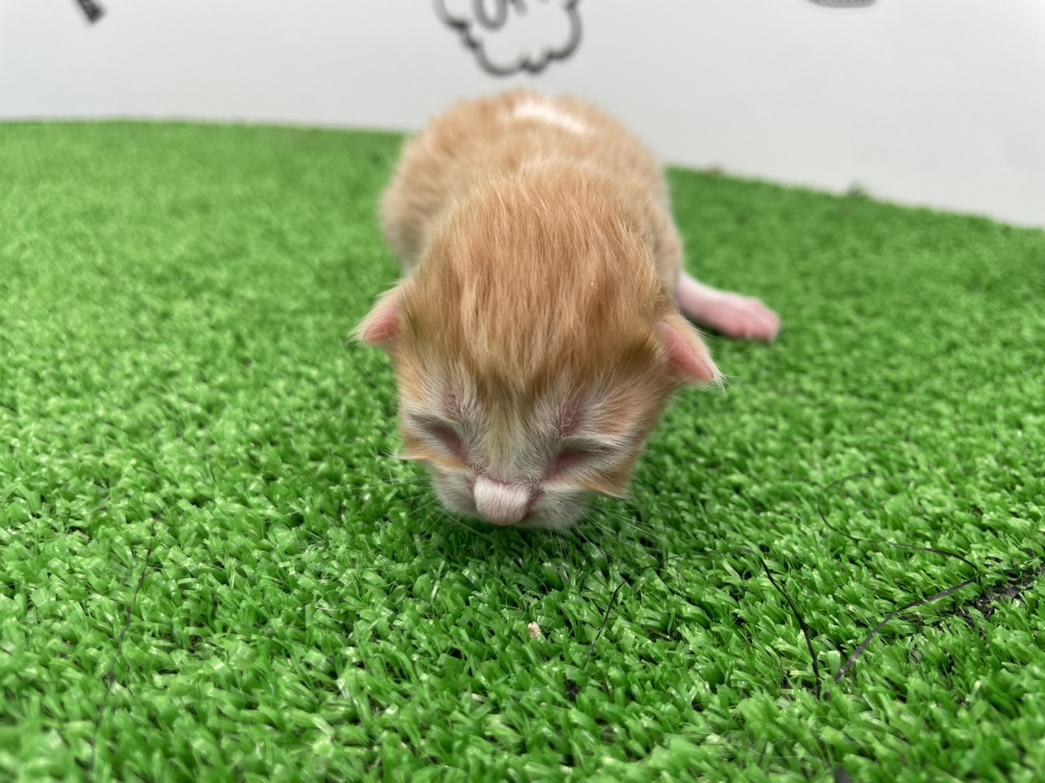 赤ちゃん写真1-1