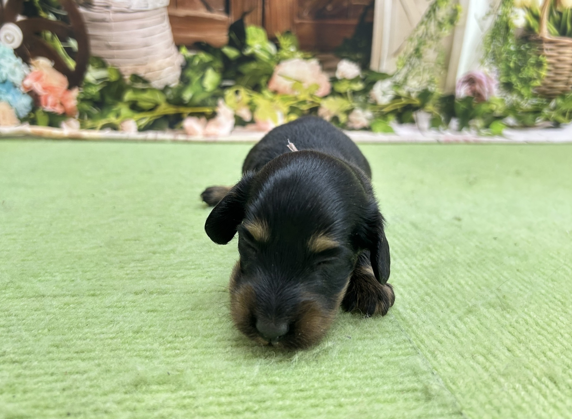 赤ちゃん写真1-1