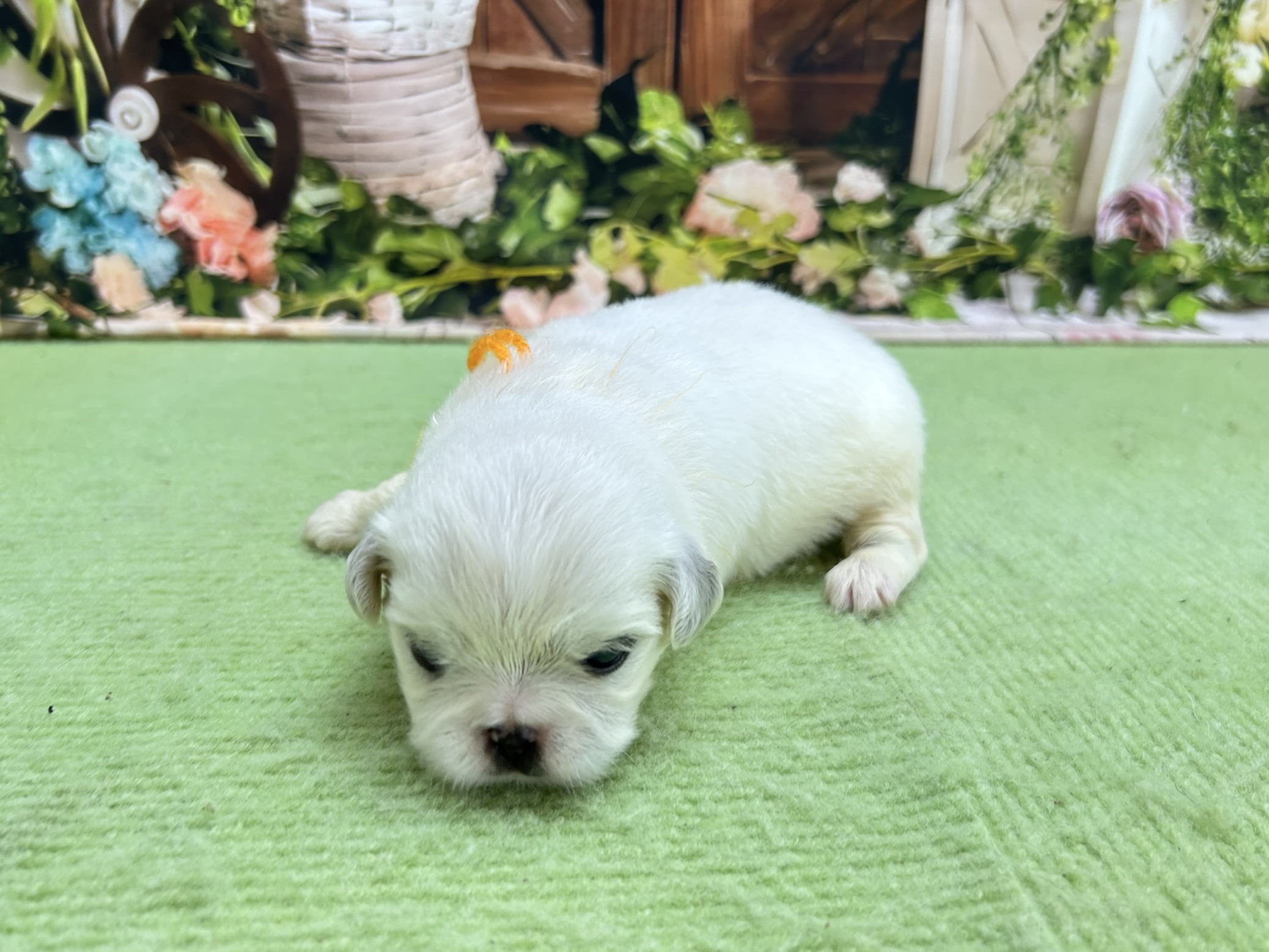 赤ちゃん写真1-2