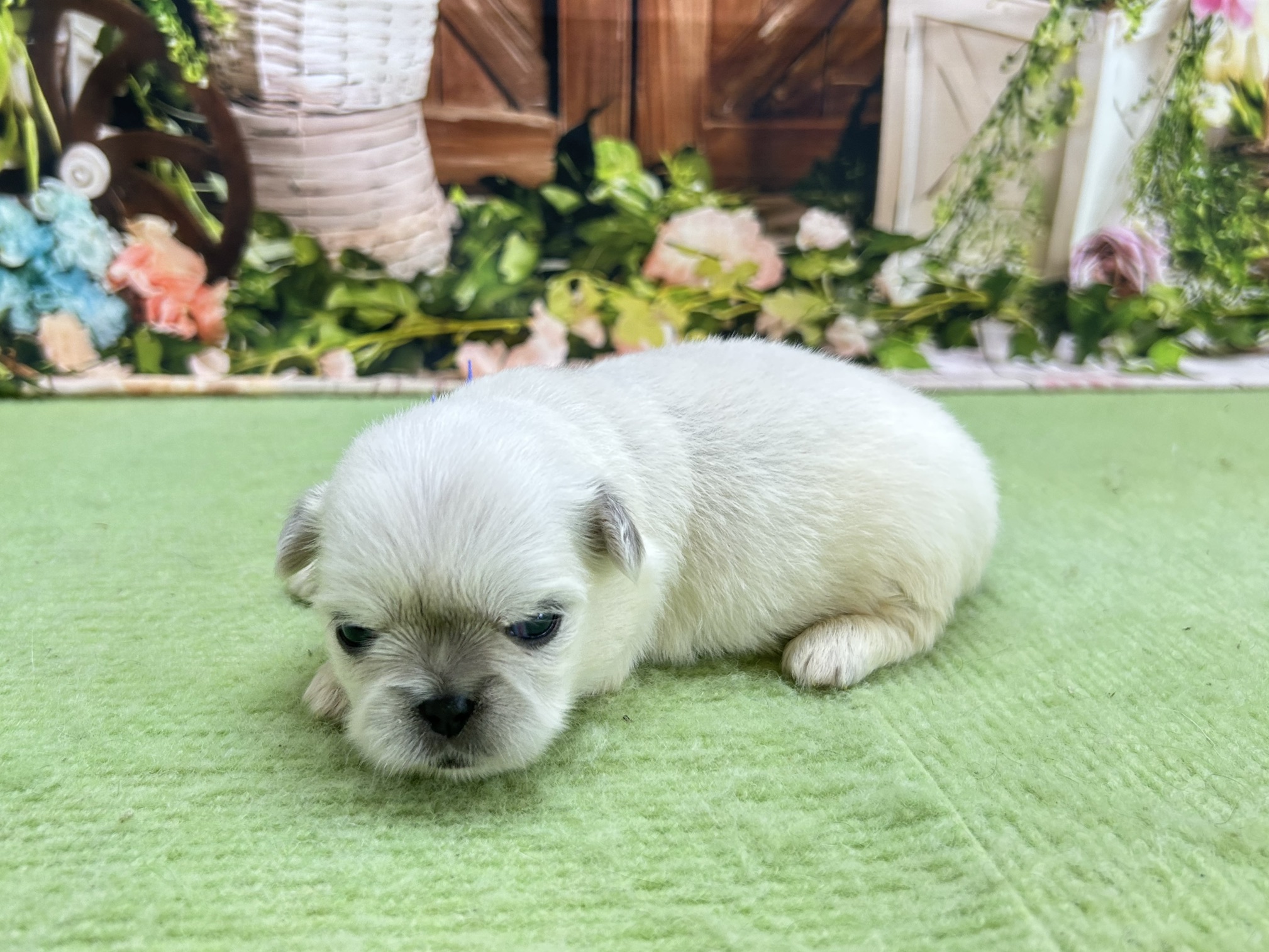 赤ちゃん写真1-2