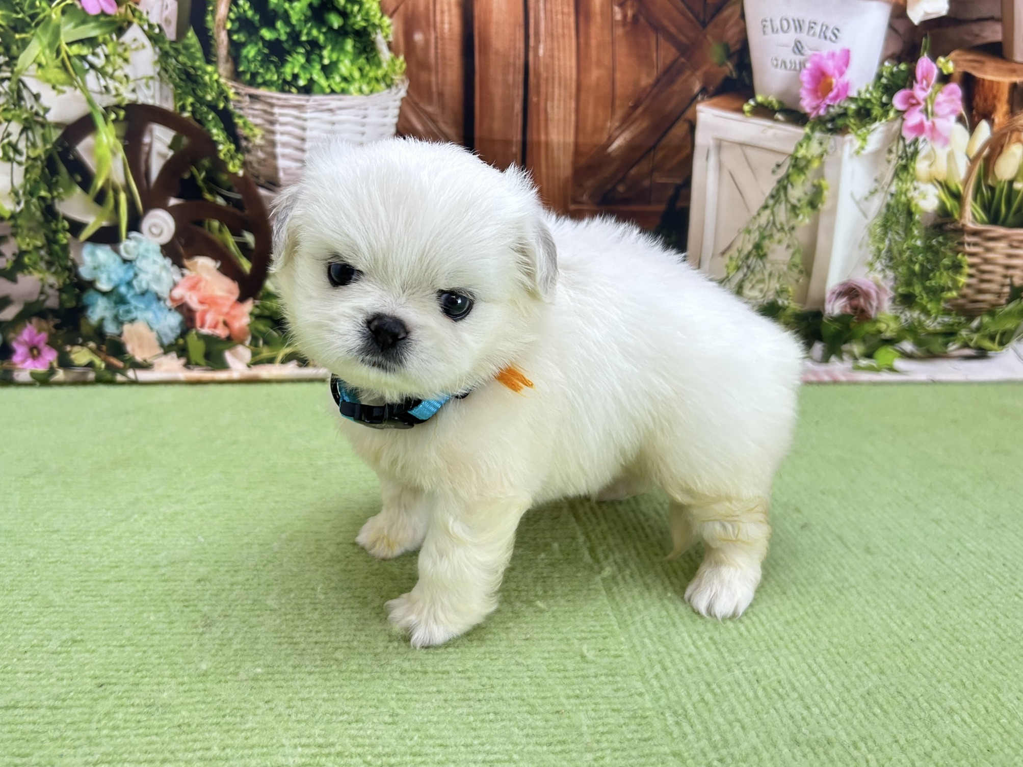 赤ちゃん写真2-2