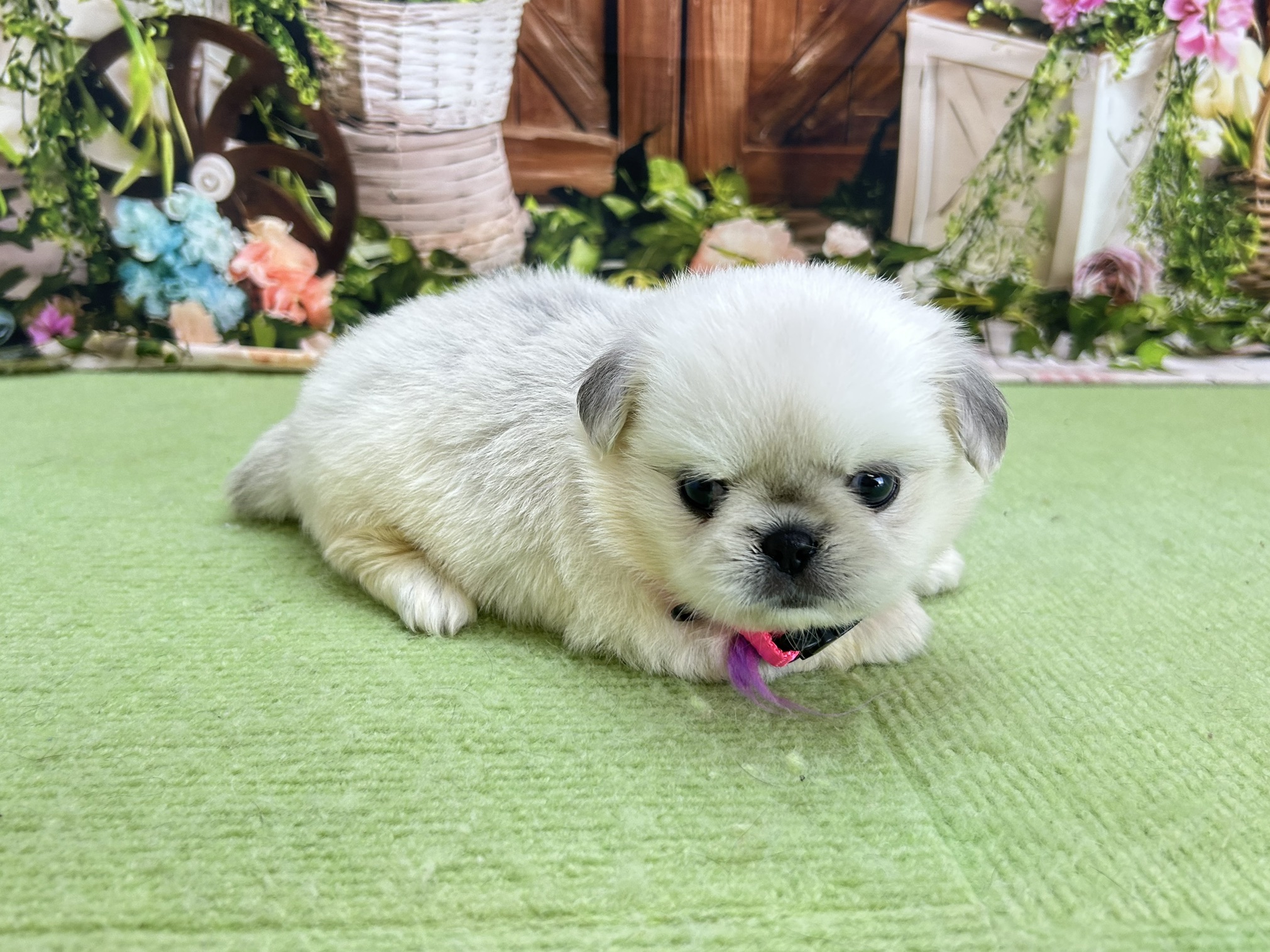 赤ちゃん写真2-2