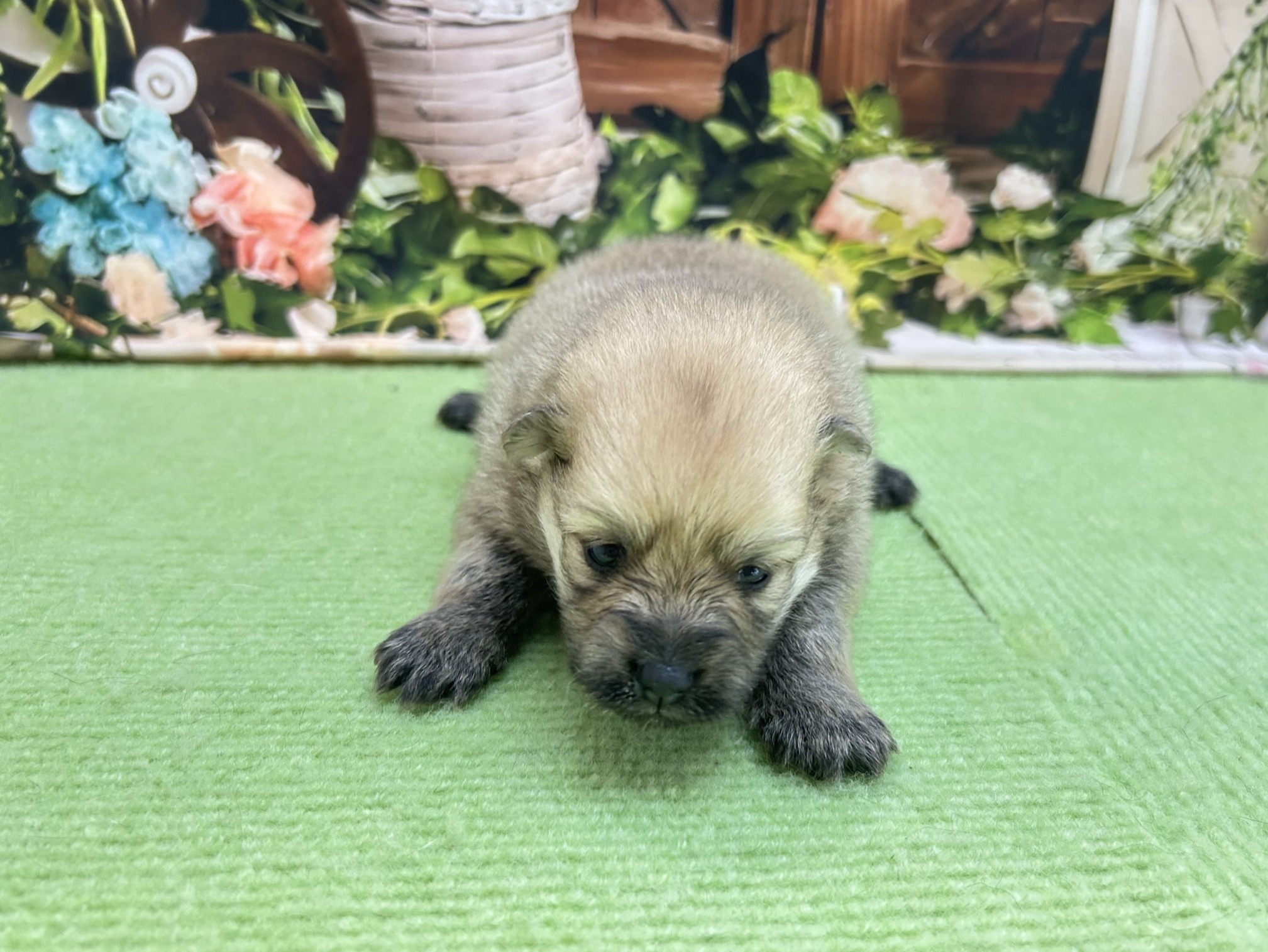赤ちゃん写真1-1