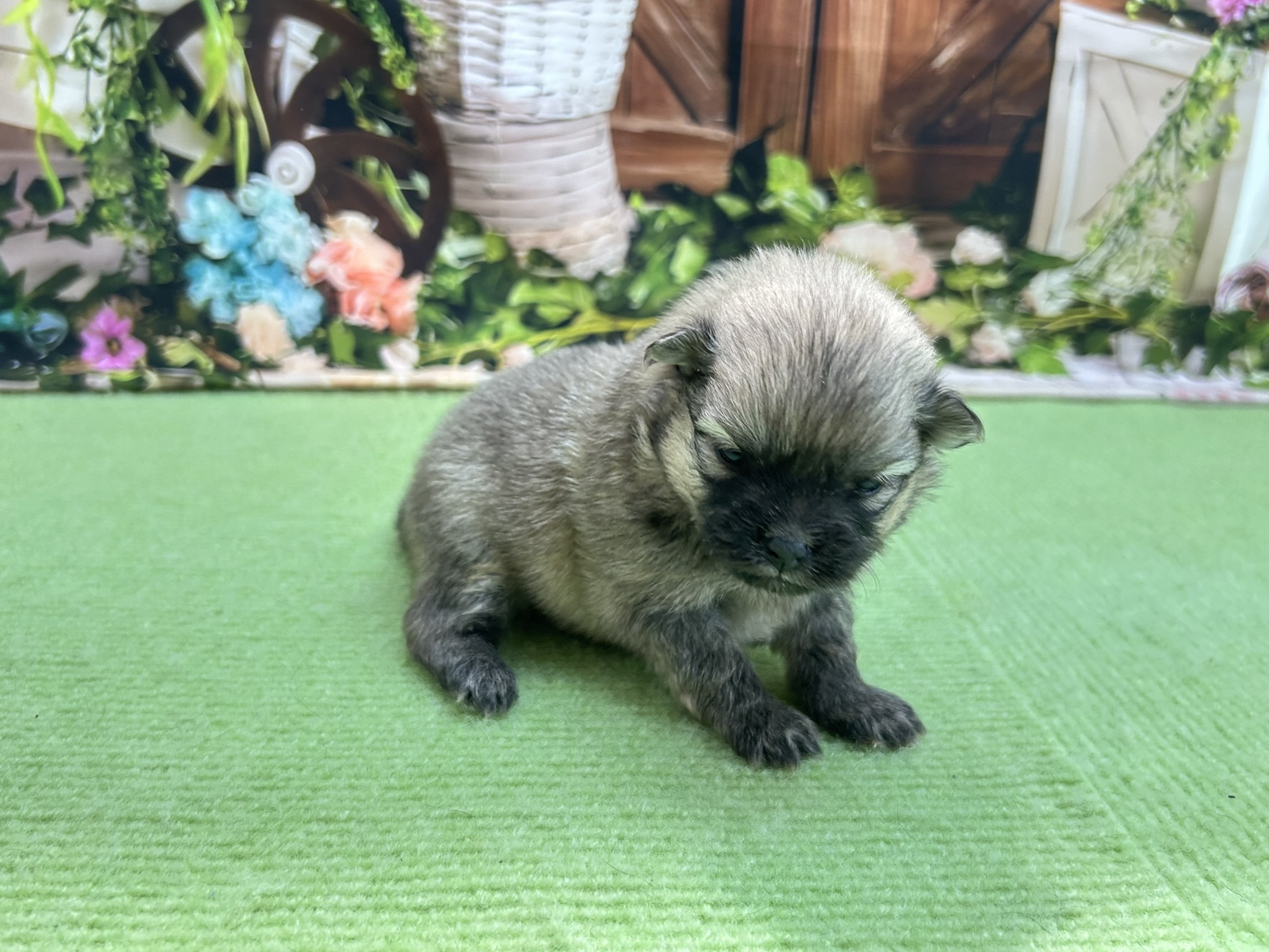 赤ちゃん写真1-2