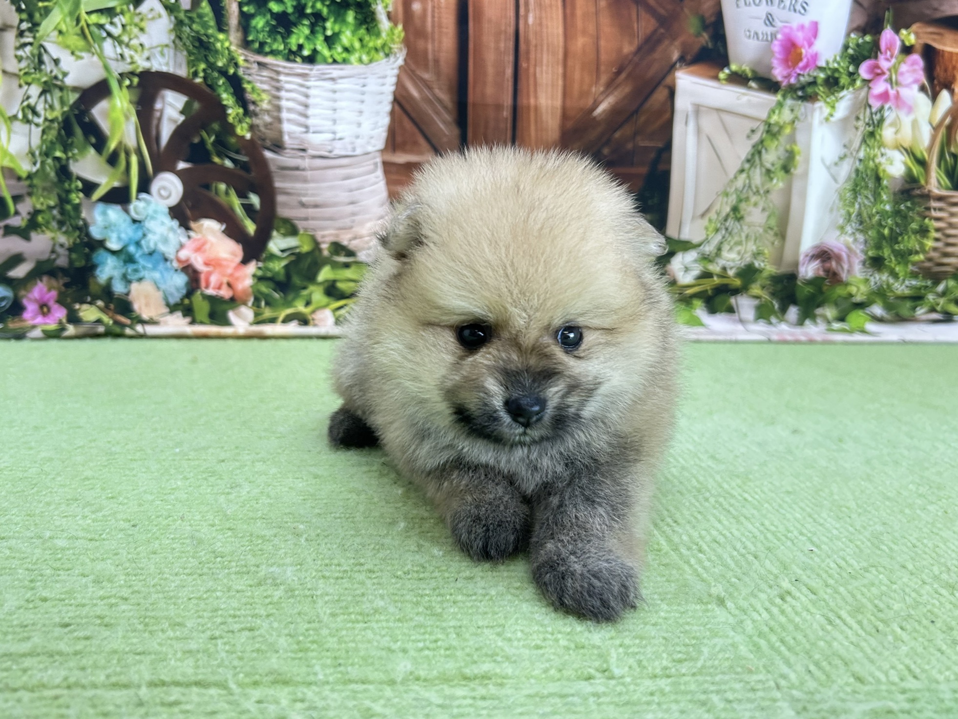赤ちゃん写真2-1
