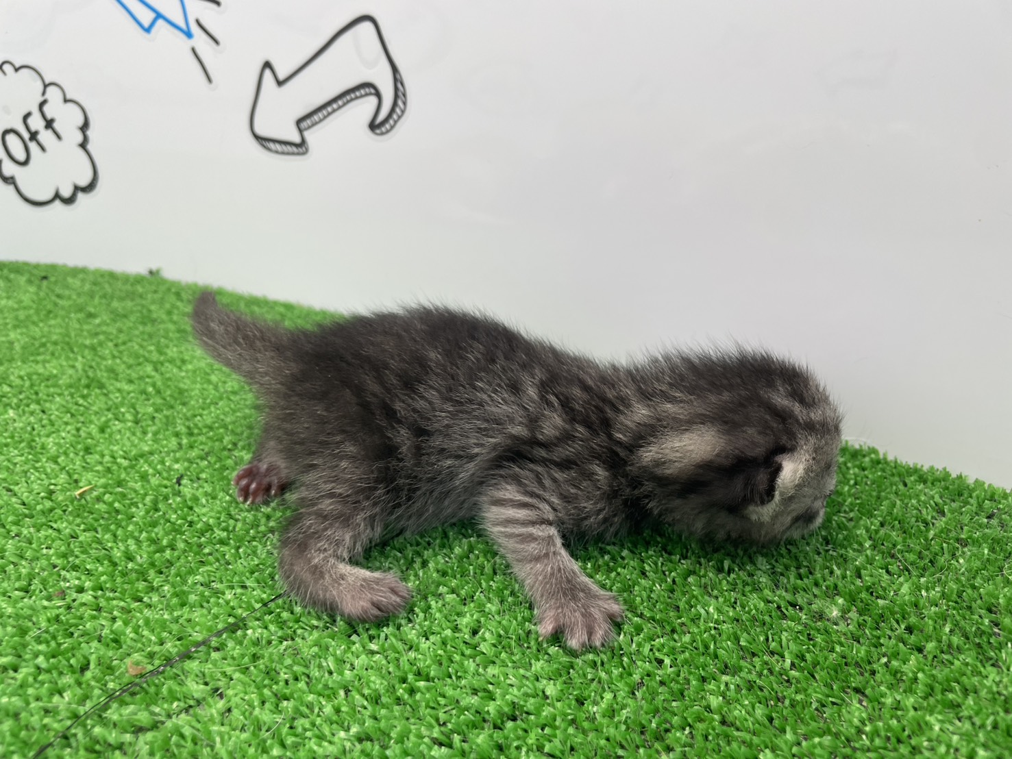 赤ちゃん写真1-2