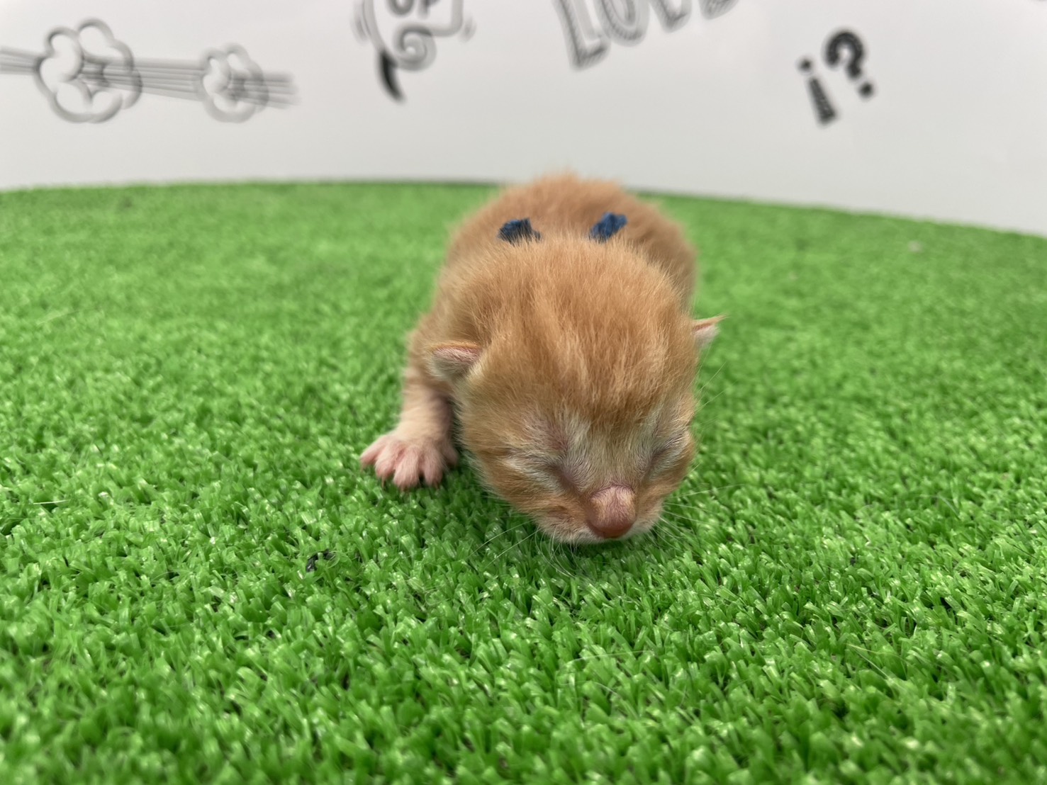 赤ちゃん写真1-1