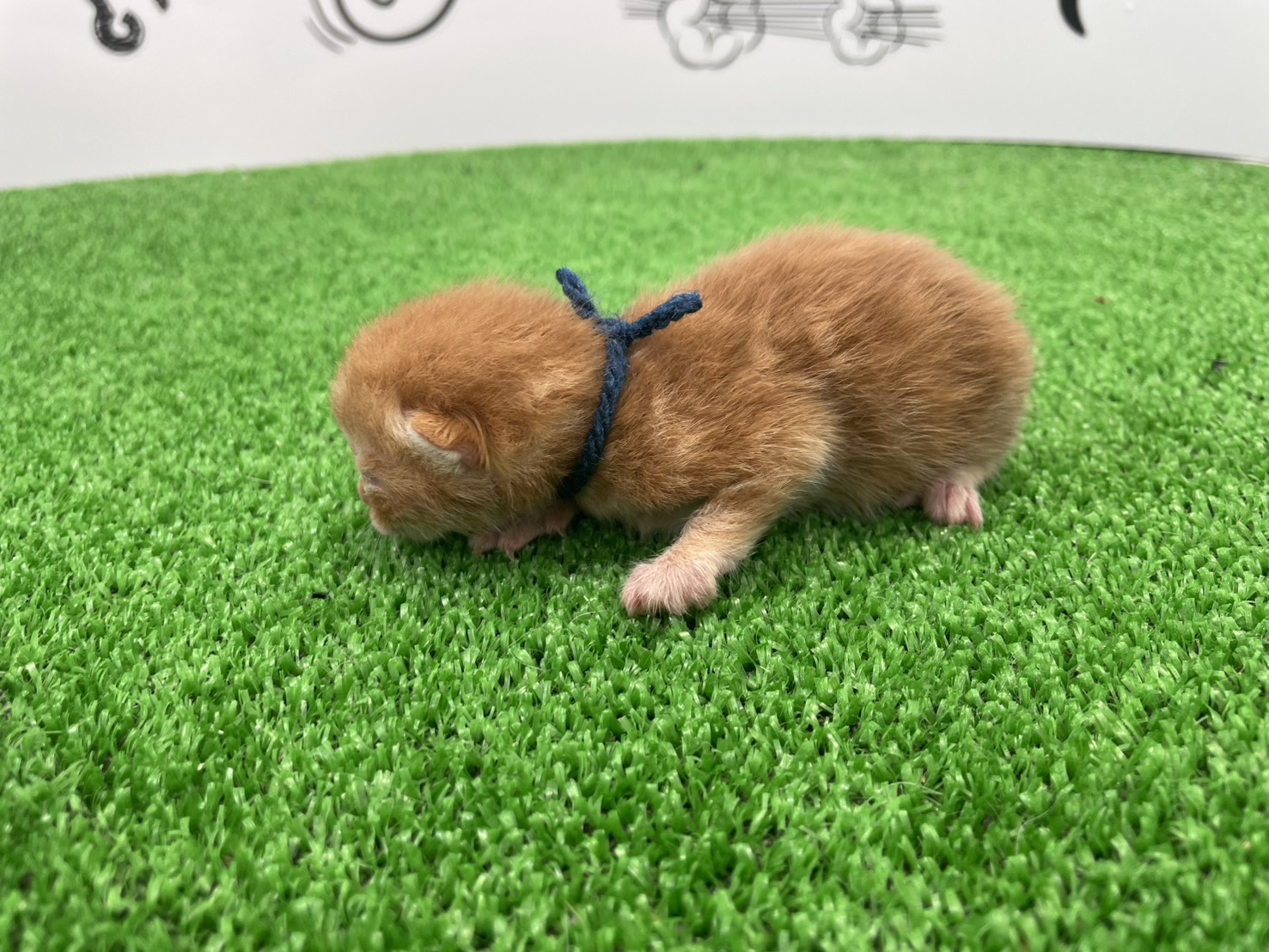 赤ちゃん写真1-2