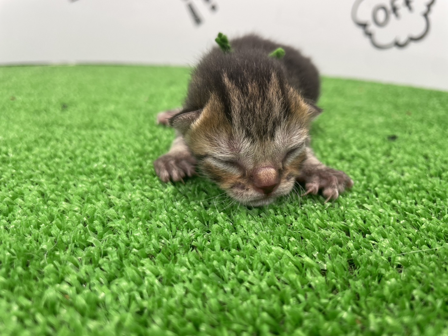 赤ちゃん写真1-1