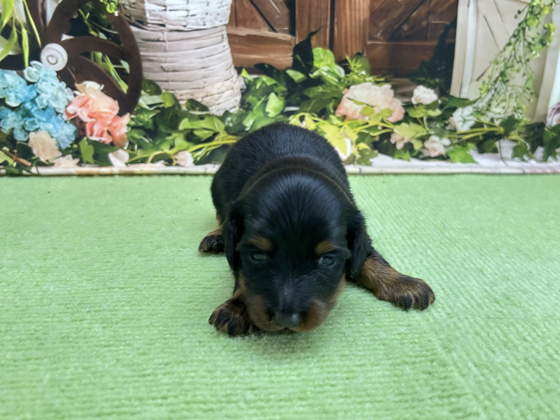 赤ちゃん写真1-1