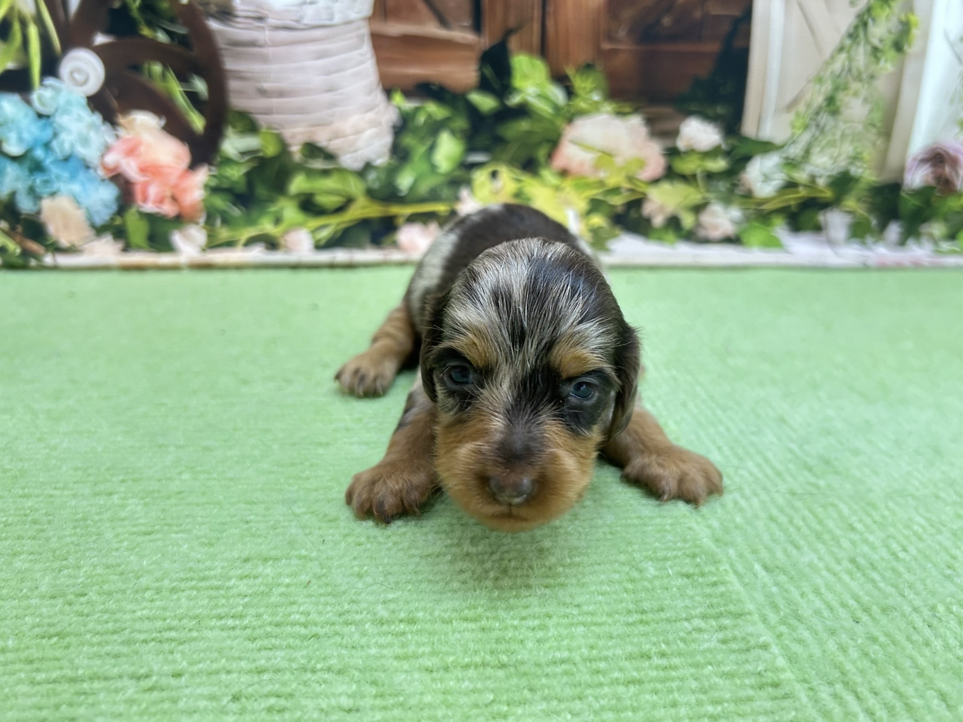 赤ちゃん写真1-1