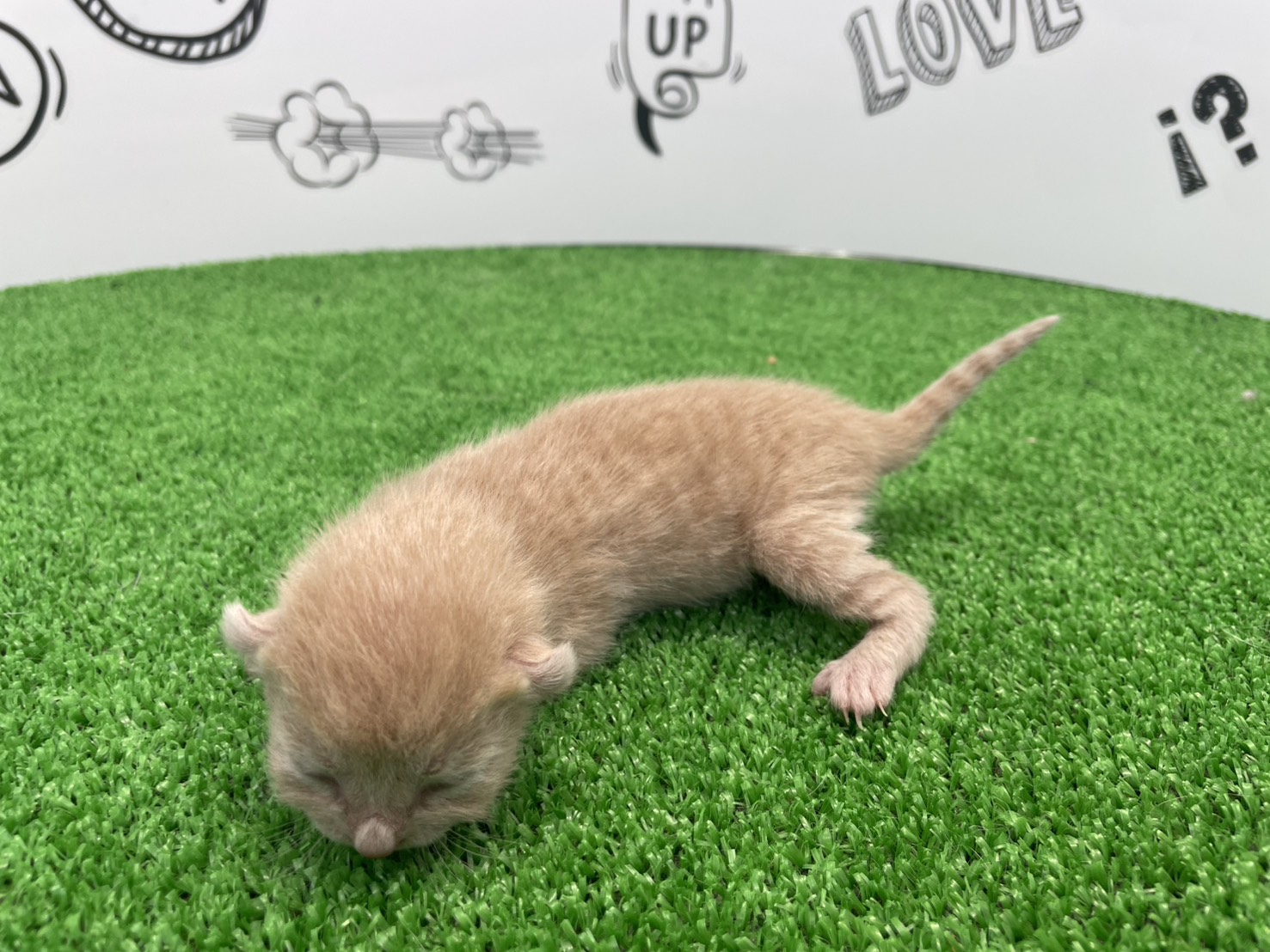 赤ちゃん写真1-2