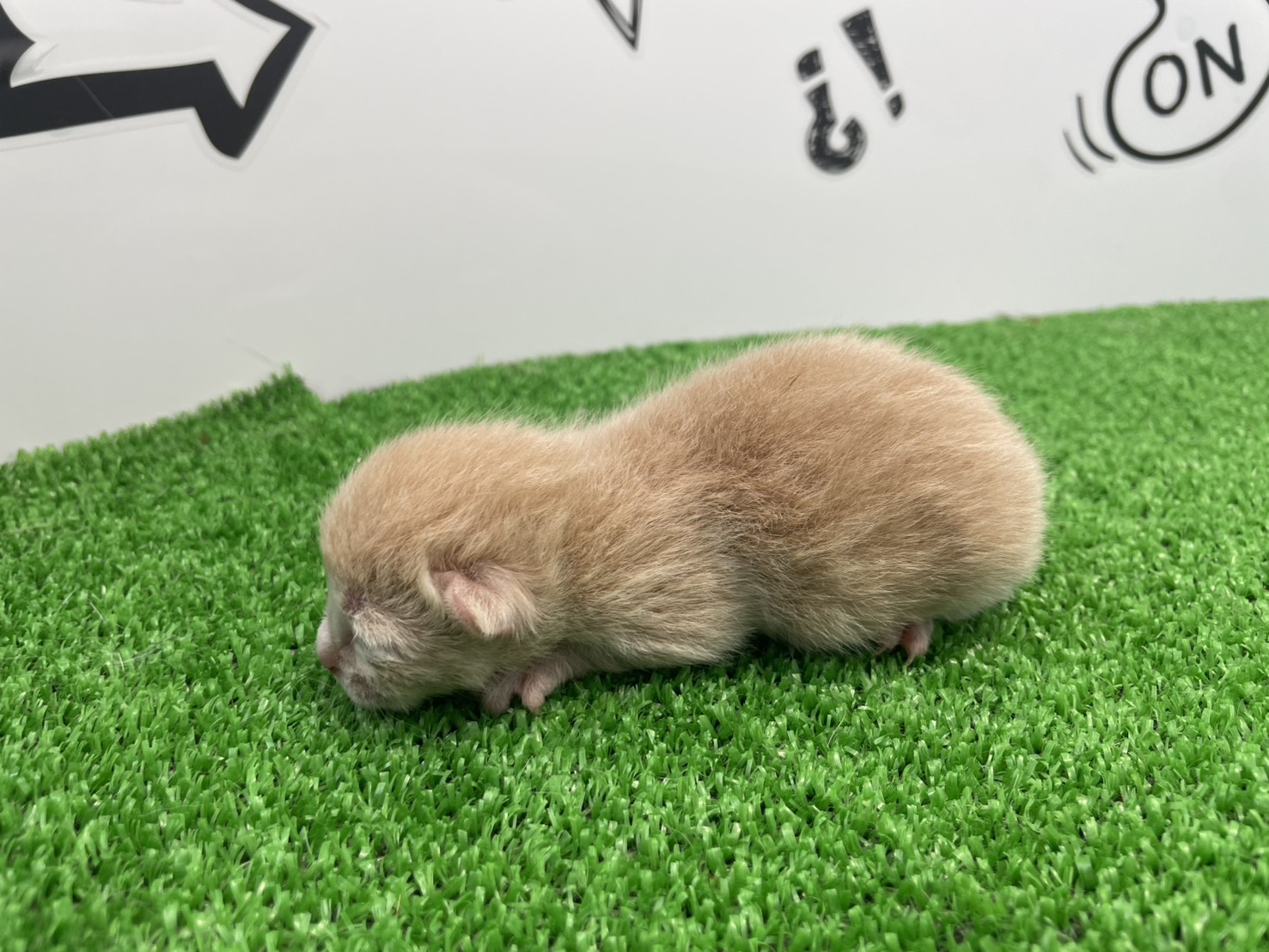 赤ちゃん写真1-2