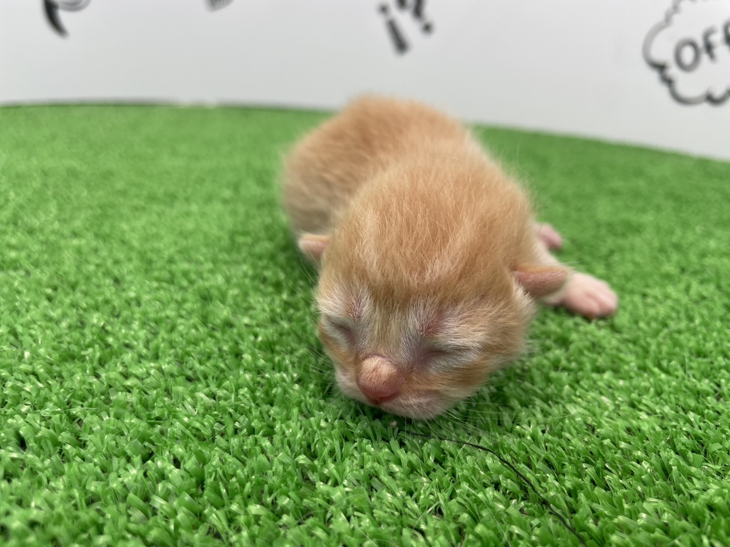 赤ちゃん写真1-1