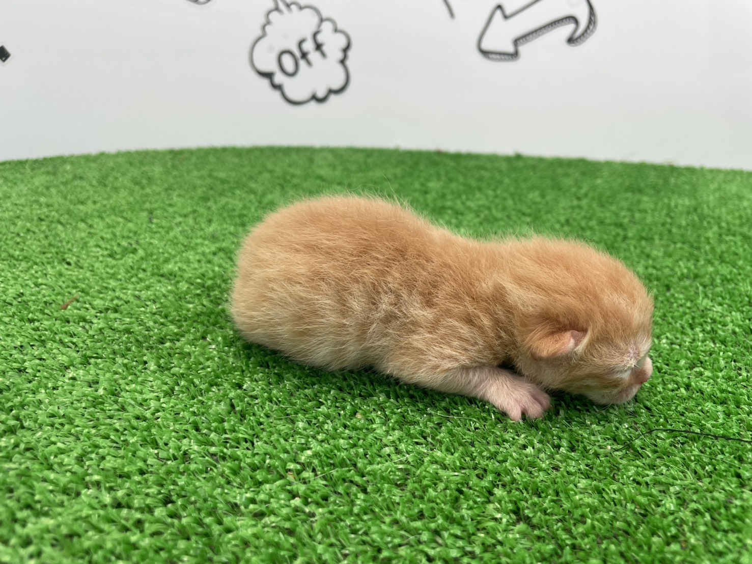 赤ちゃん写真1-2