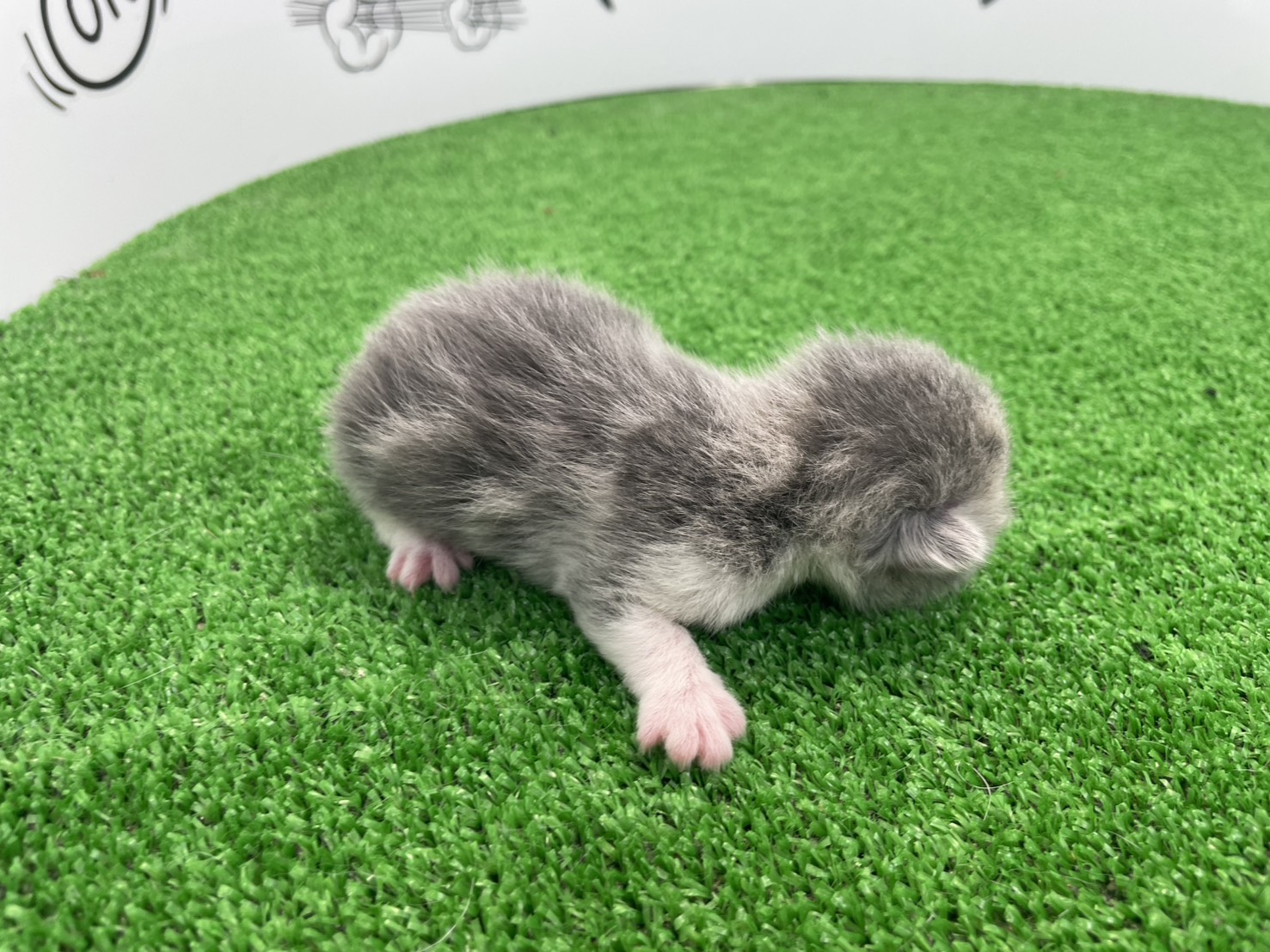 赤ちゃん写真1-2