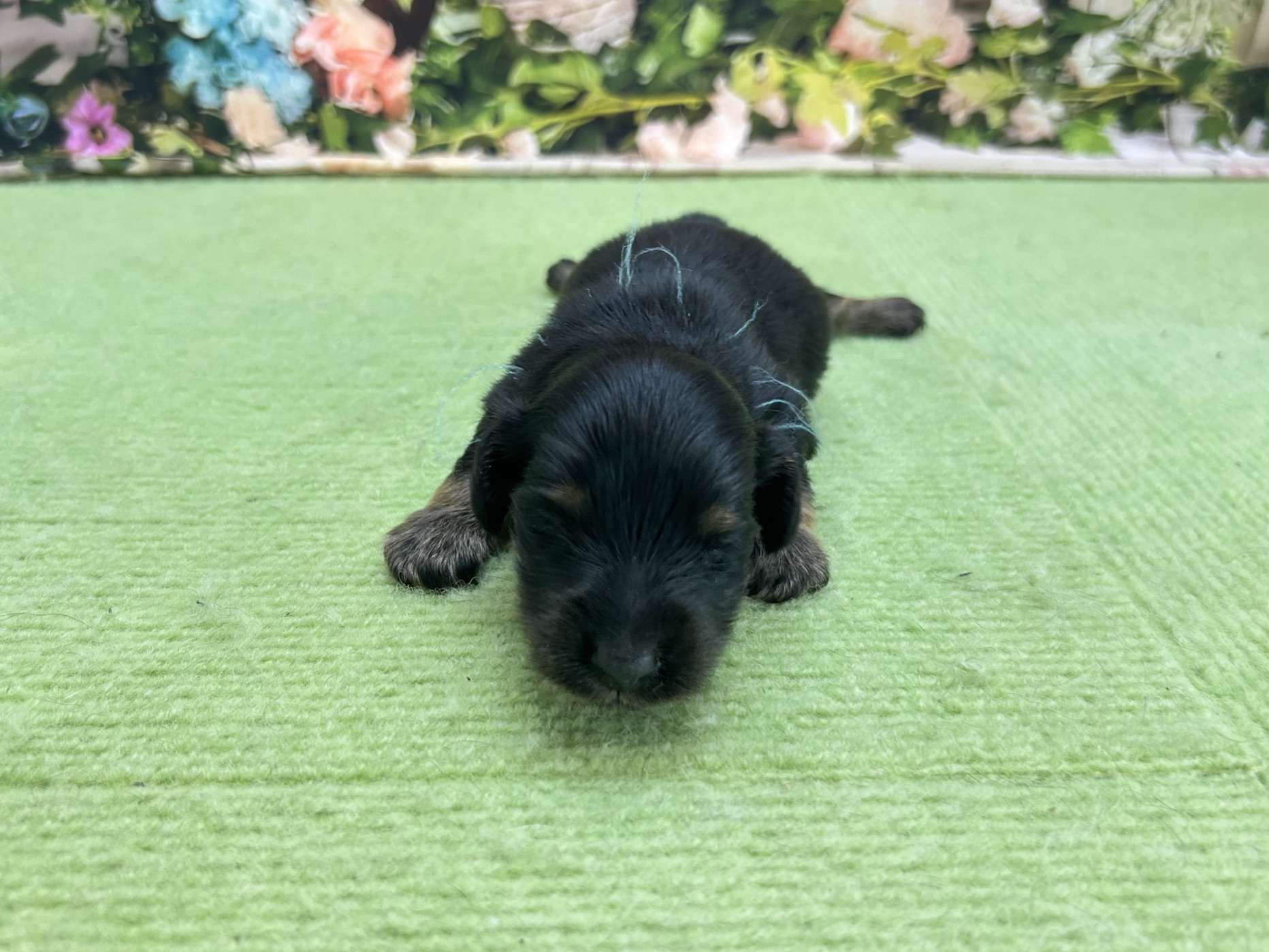 赤ちゃん写真1-1