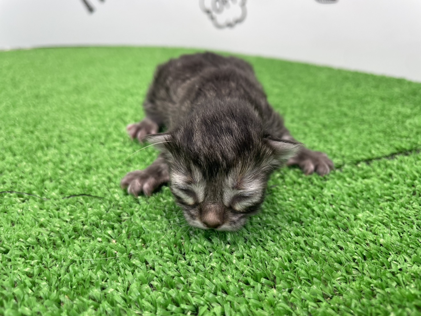 赤ちゃん写真1-1