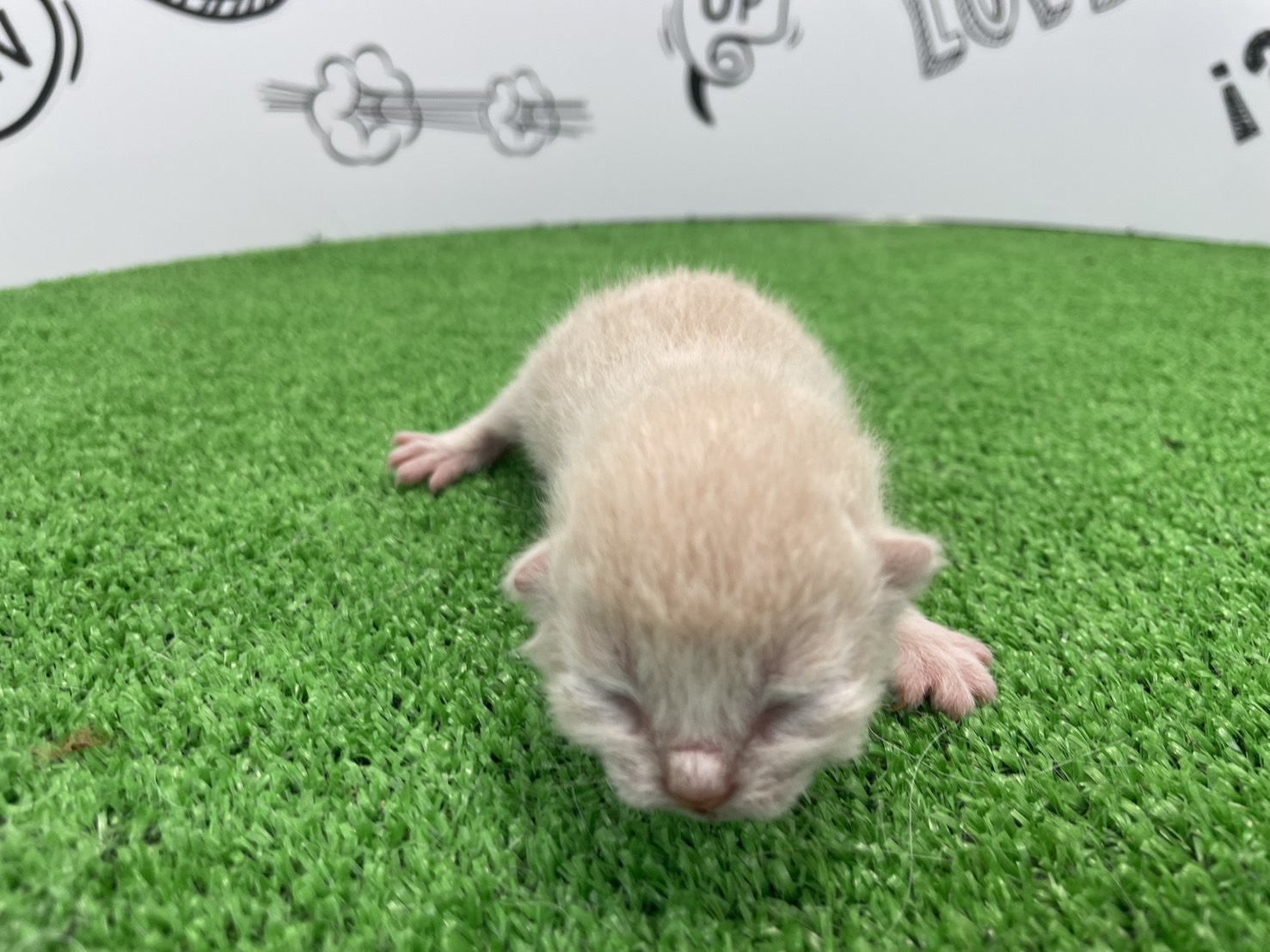 赤ちゃん写真1-1