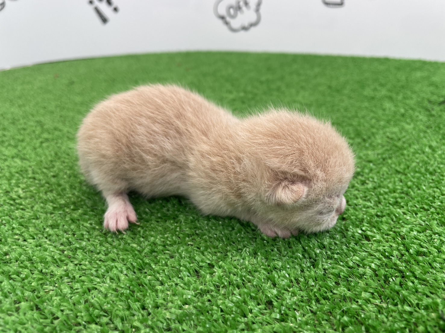 赤ちゃん写真1-2