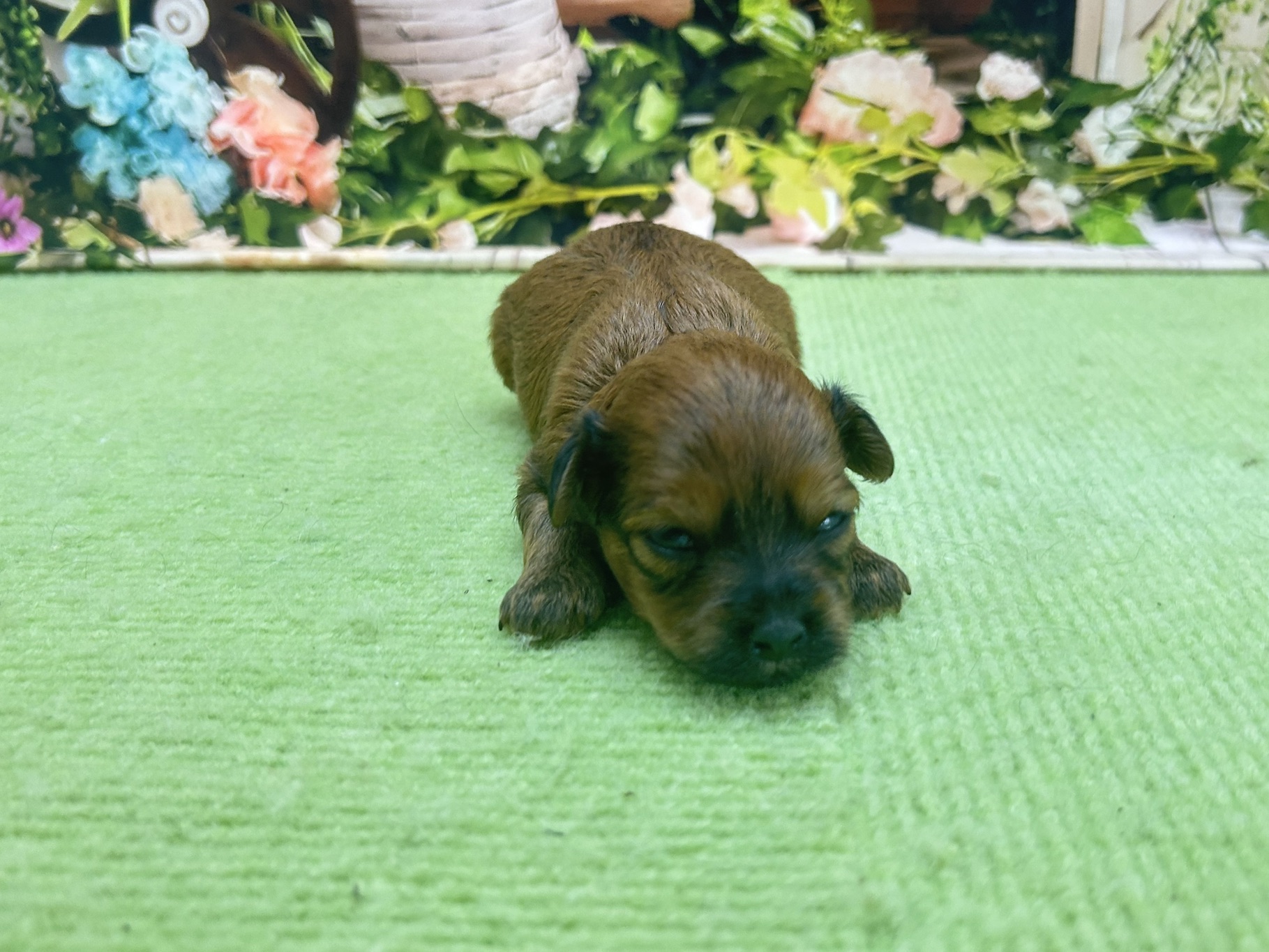 赤ちゃん写真1-1