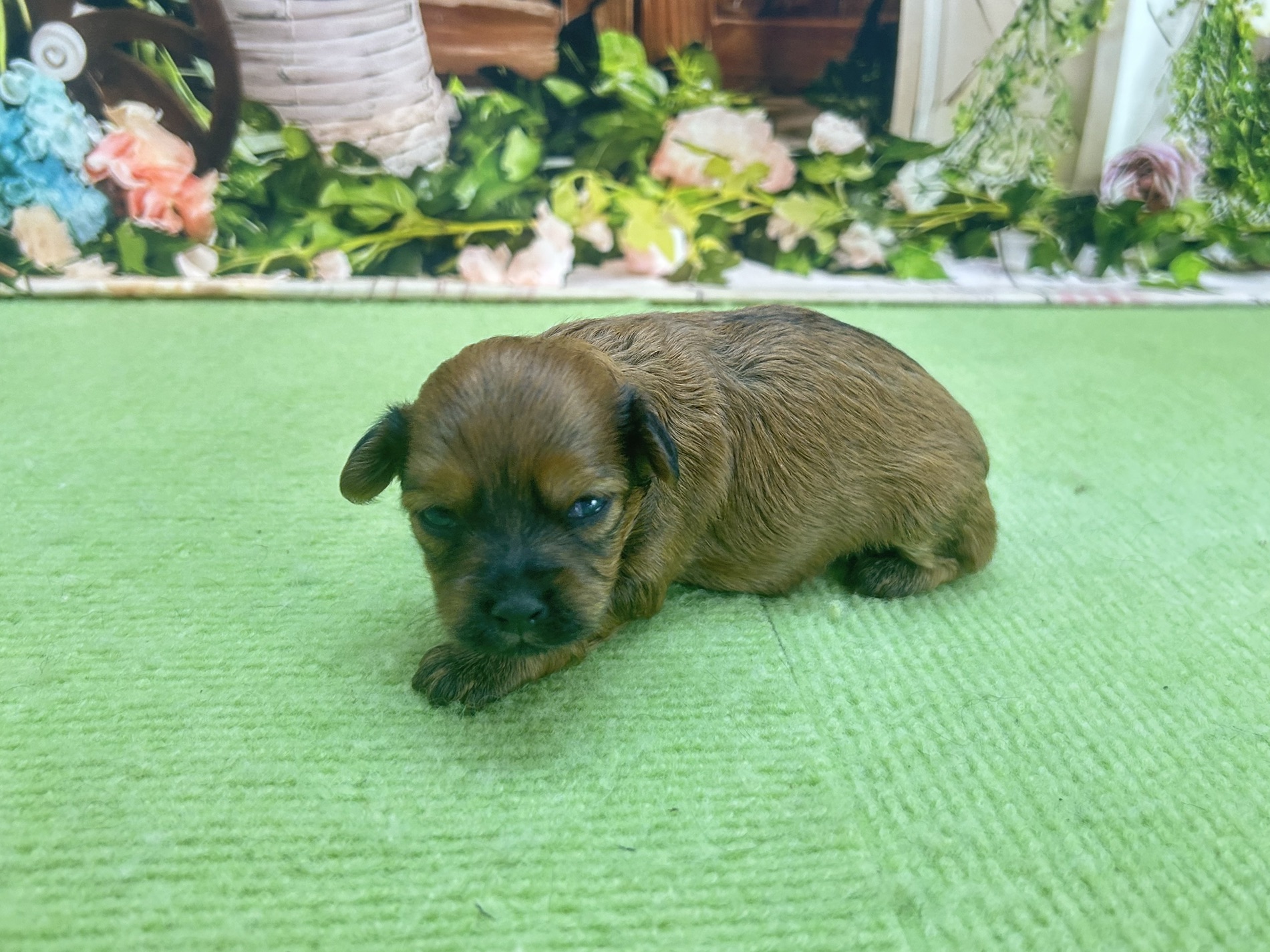 赤ちゃん写真1-2