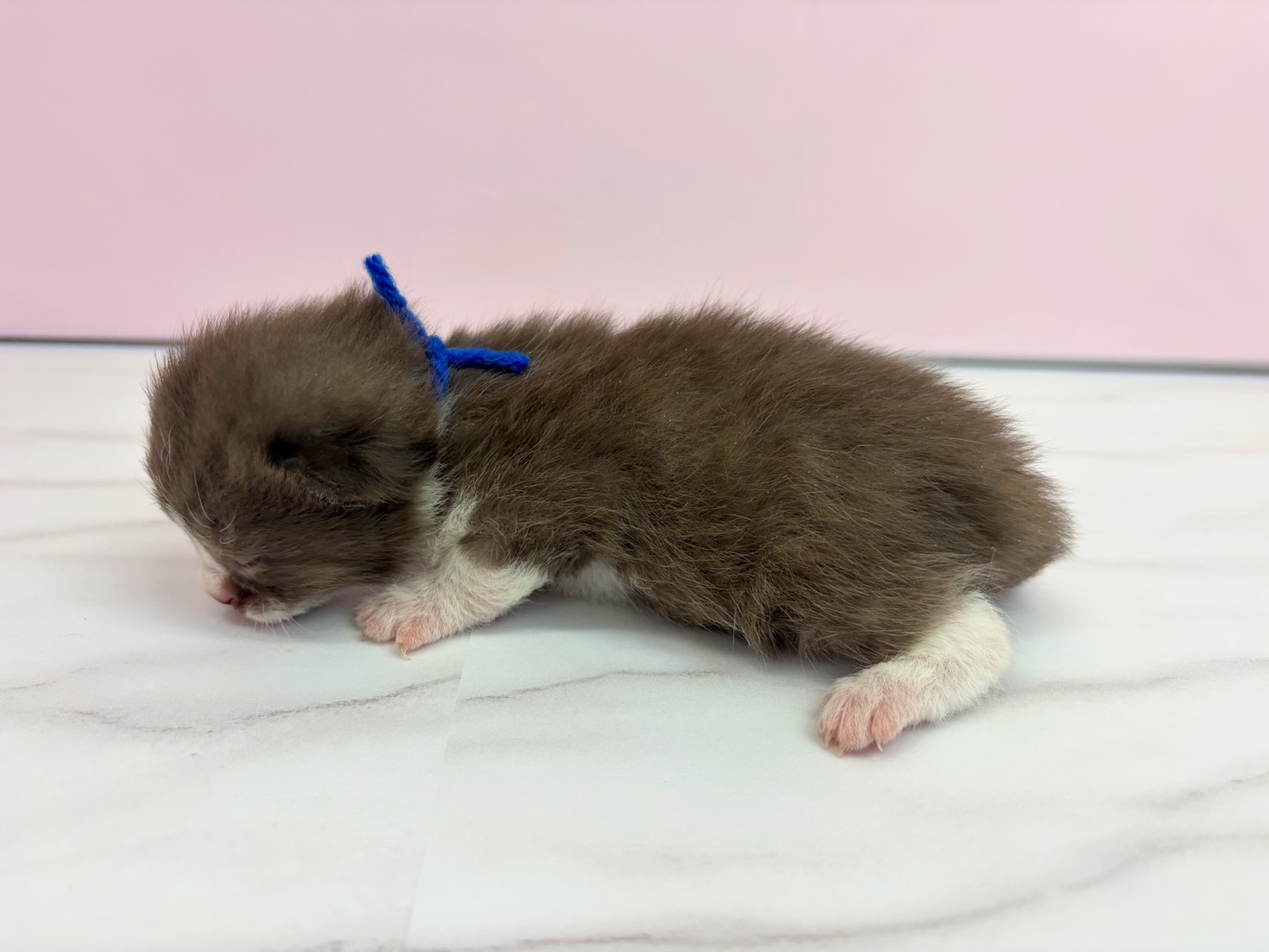 赤ちゃん写真1-2