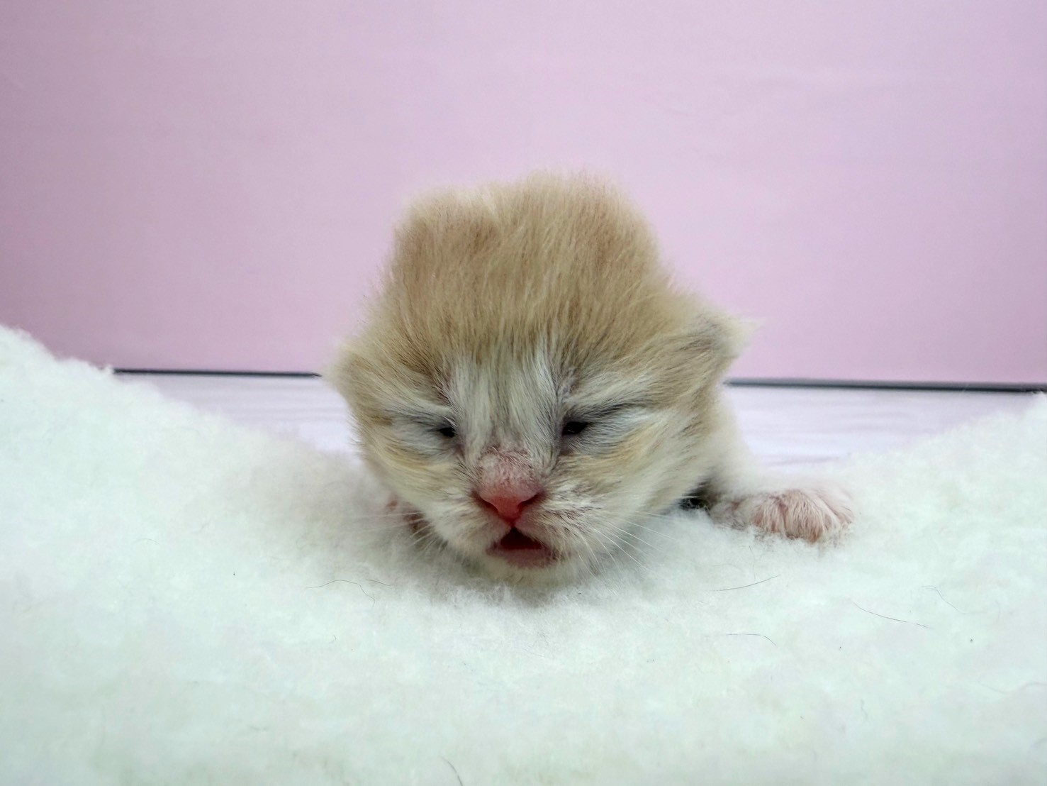赤ちゃん写真1-1