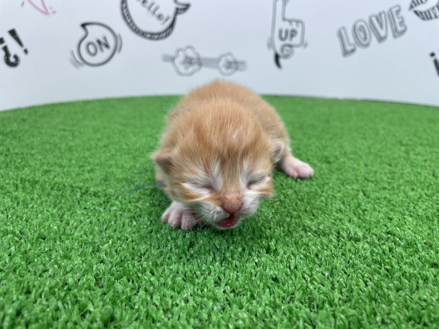 赤ちゃん写真1-1