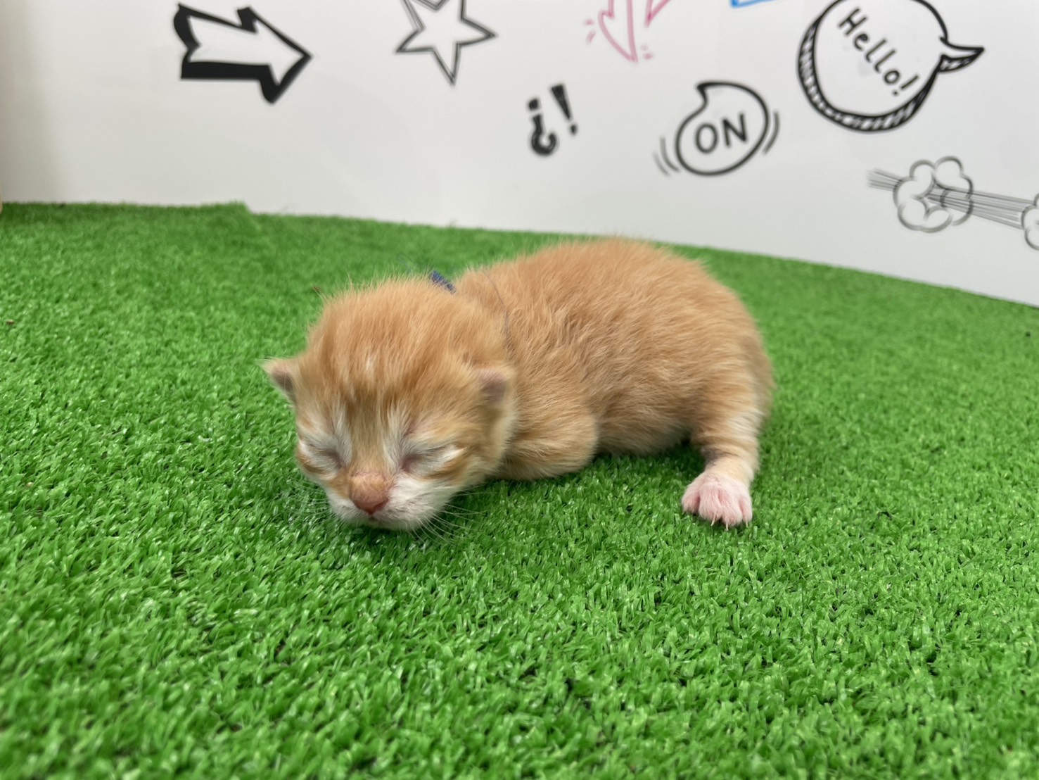 赤ちゃん写真1-2
