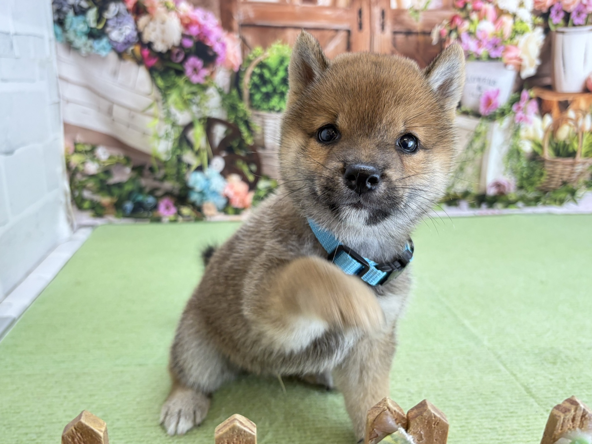赤ちゃん写真3-1