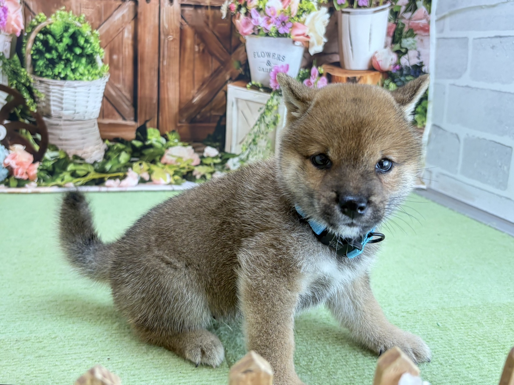 赤ちゃん写真3-2