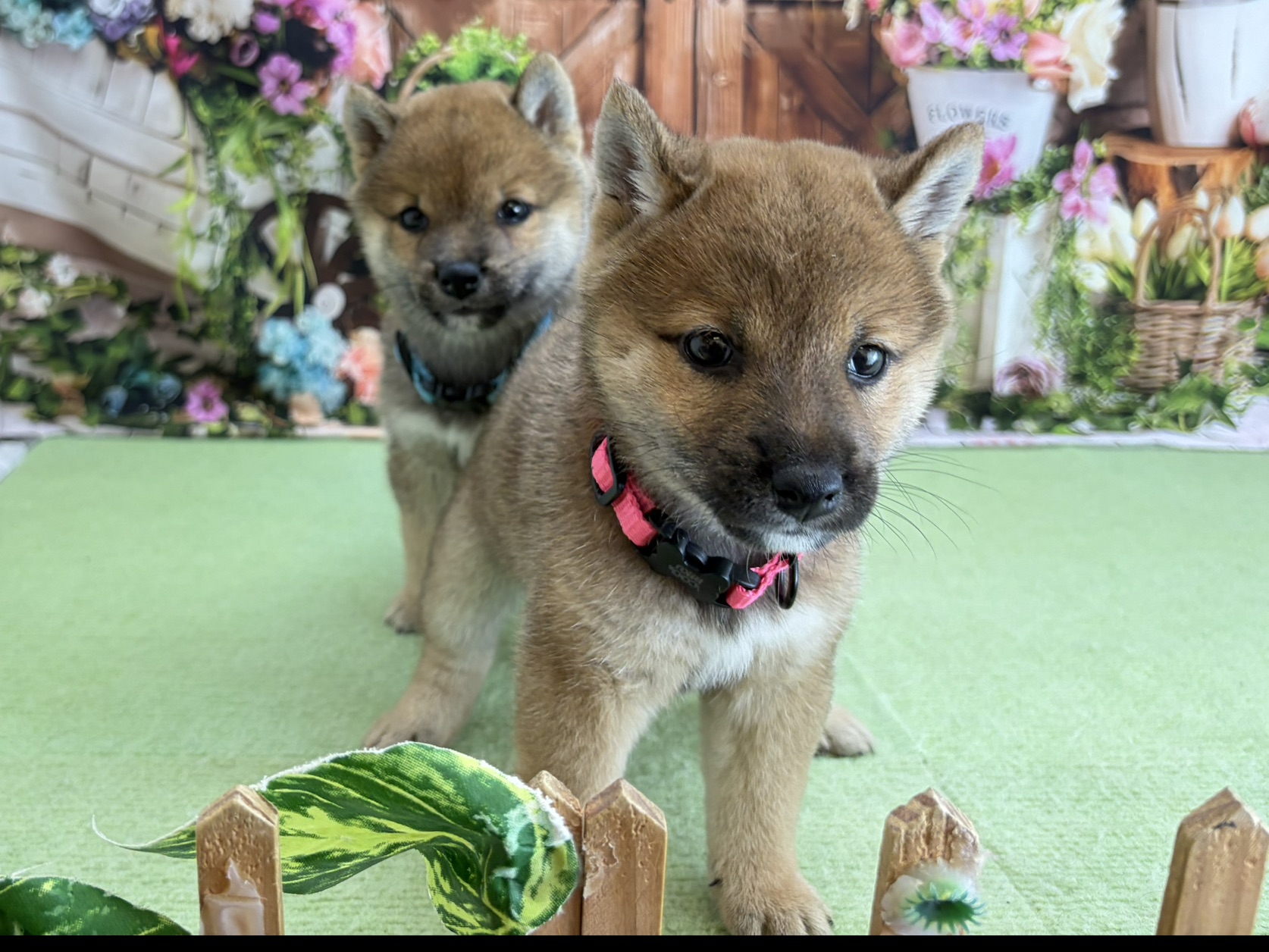 赤ちゃん写真3-3